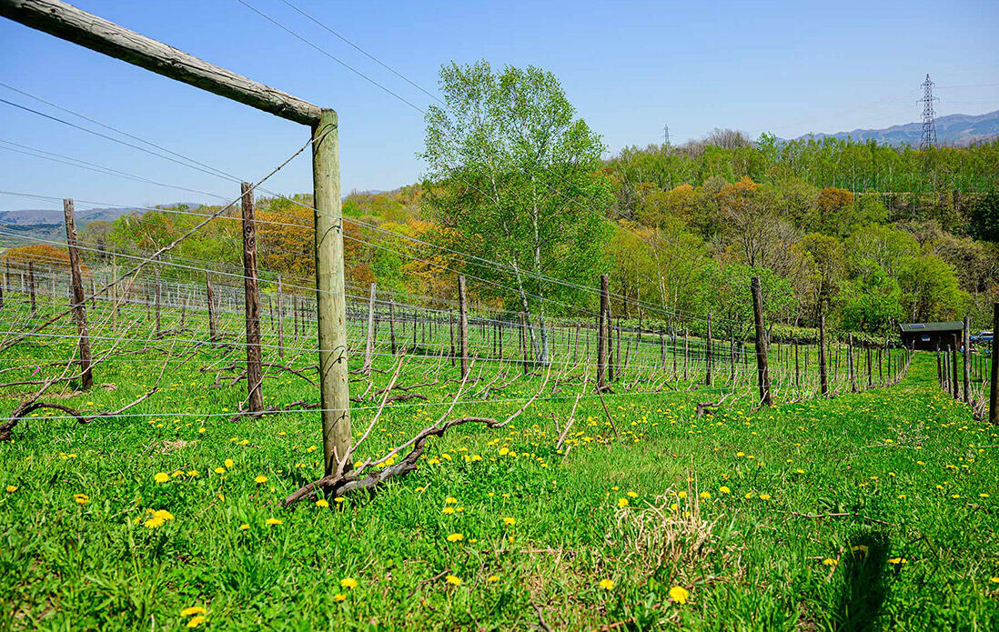 タプ・コプ農場