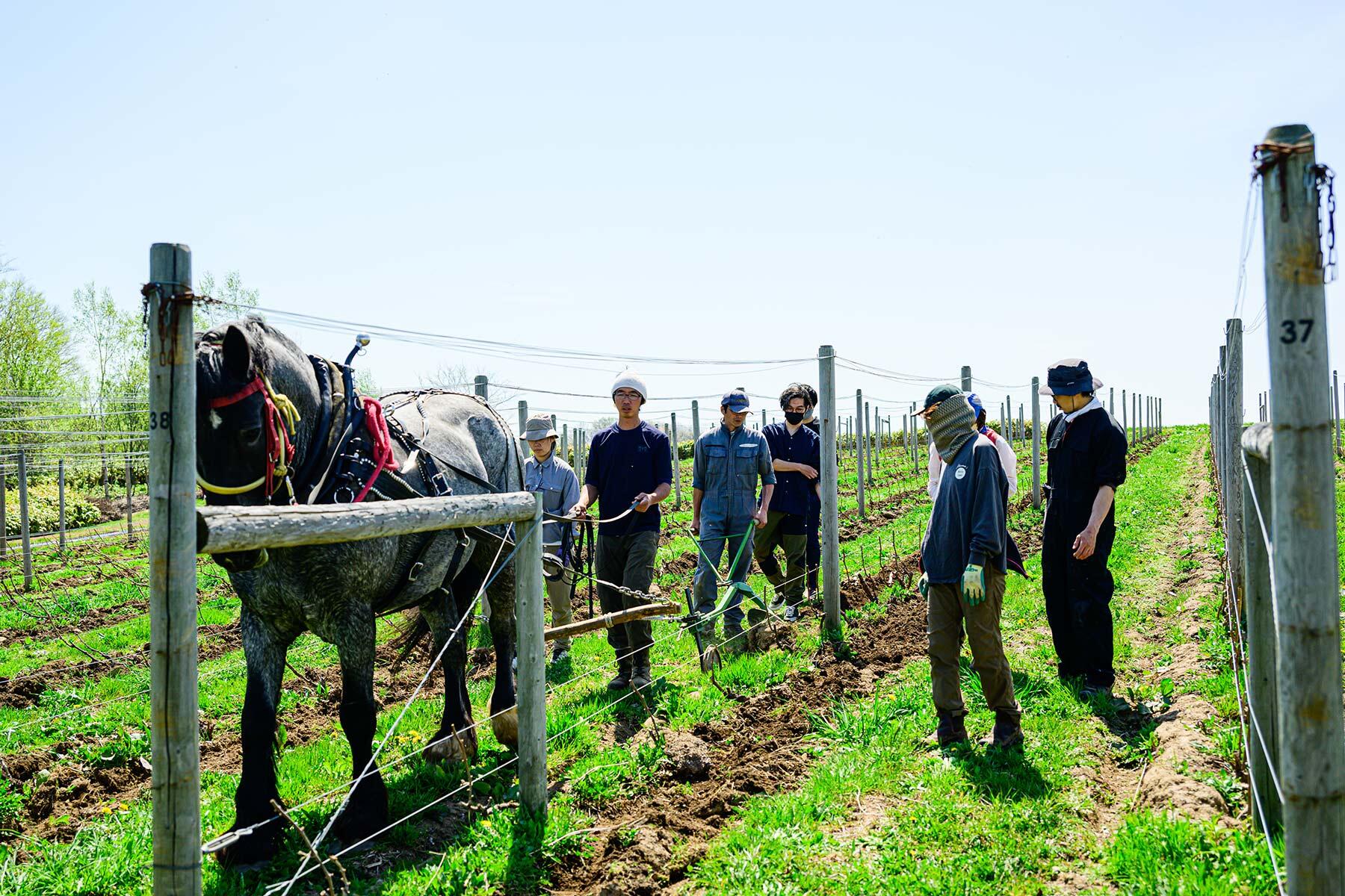 馬、人、見学者
