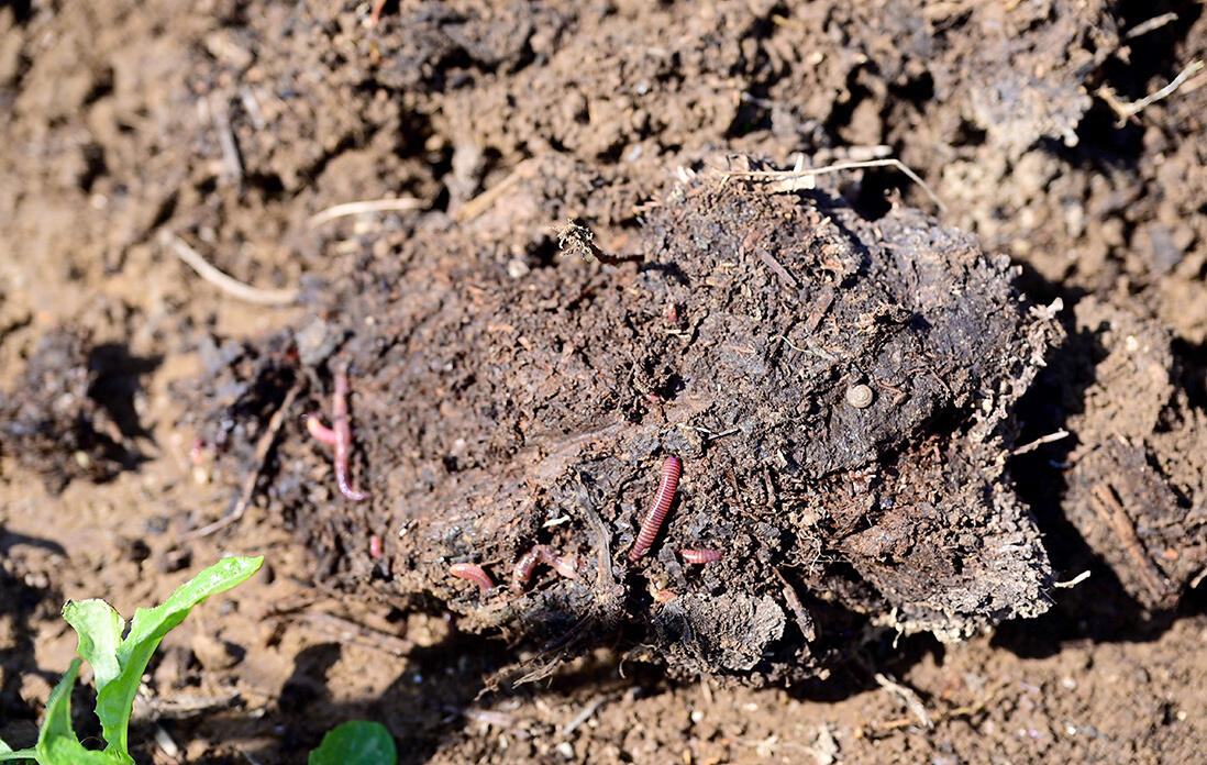 掘り起こした土
