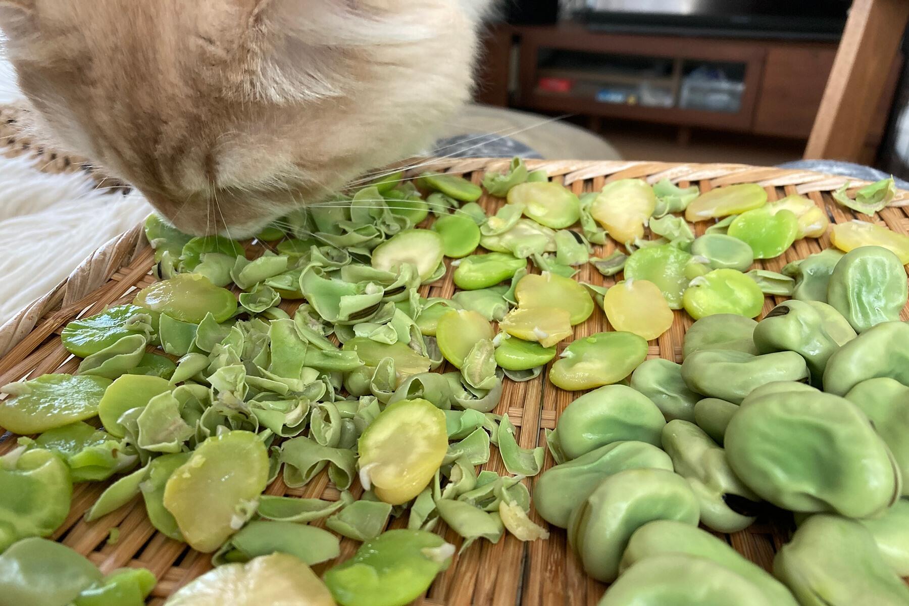 そら豆を乾かす