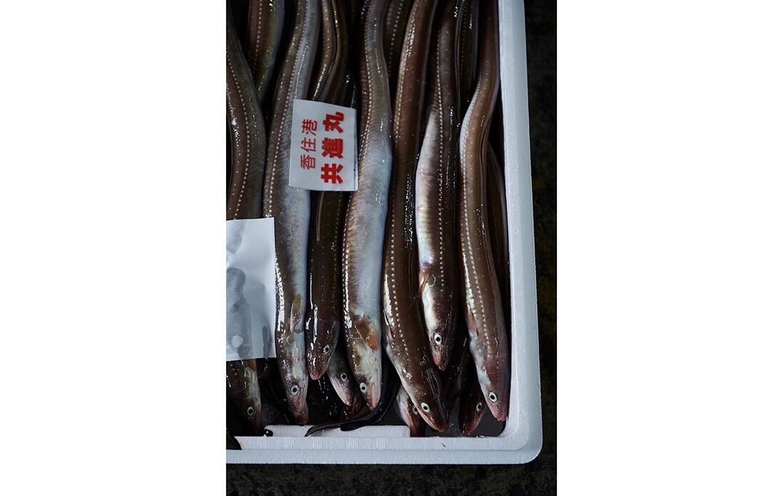 魚