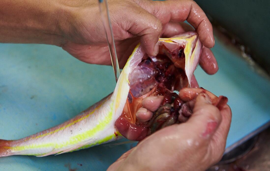 イトヨリを捌く