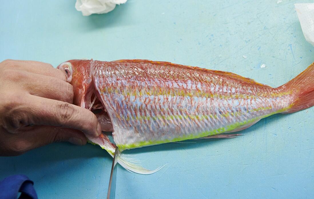 イトヨリを捌く