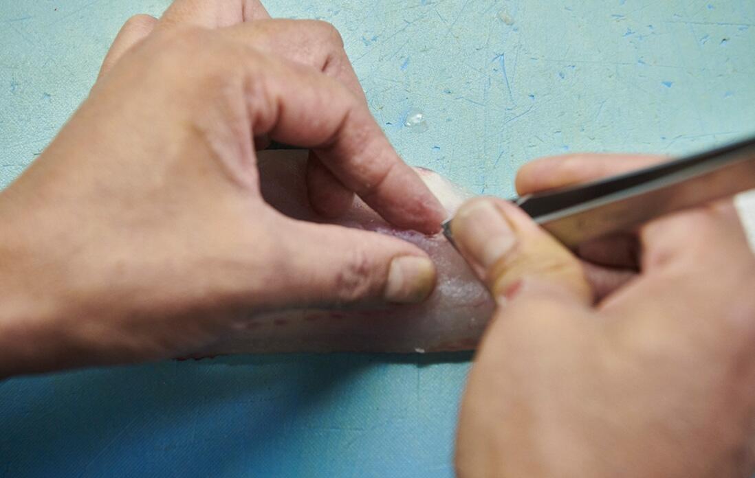 イトヨリを捌く