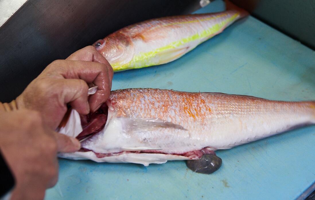 甘鯛を捌く