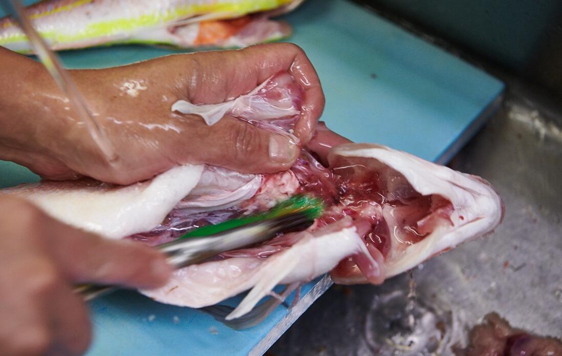 甘鯛を捌く