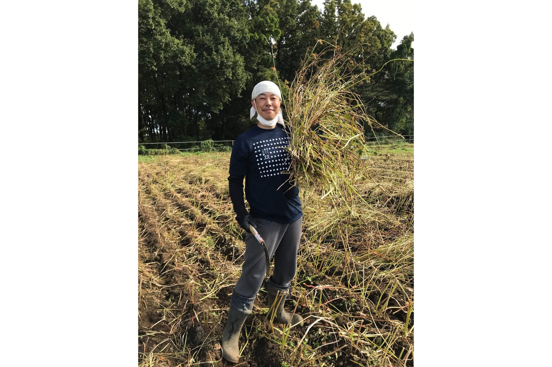 蕎麦の刈り取り