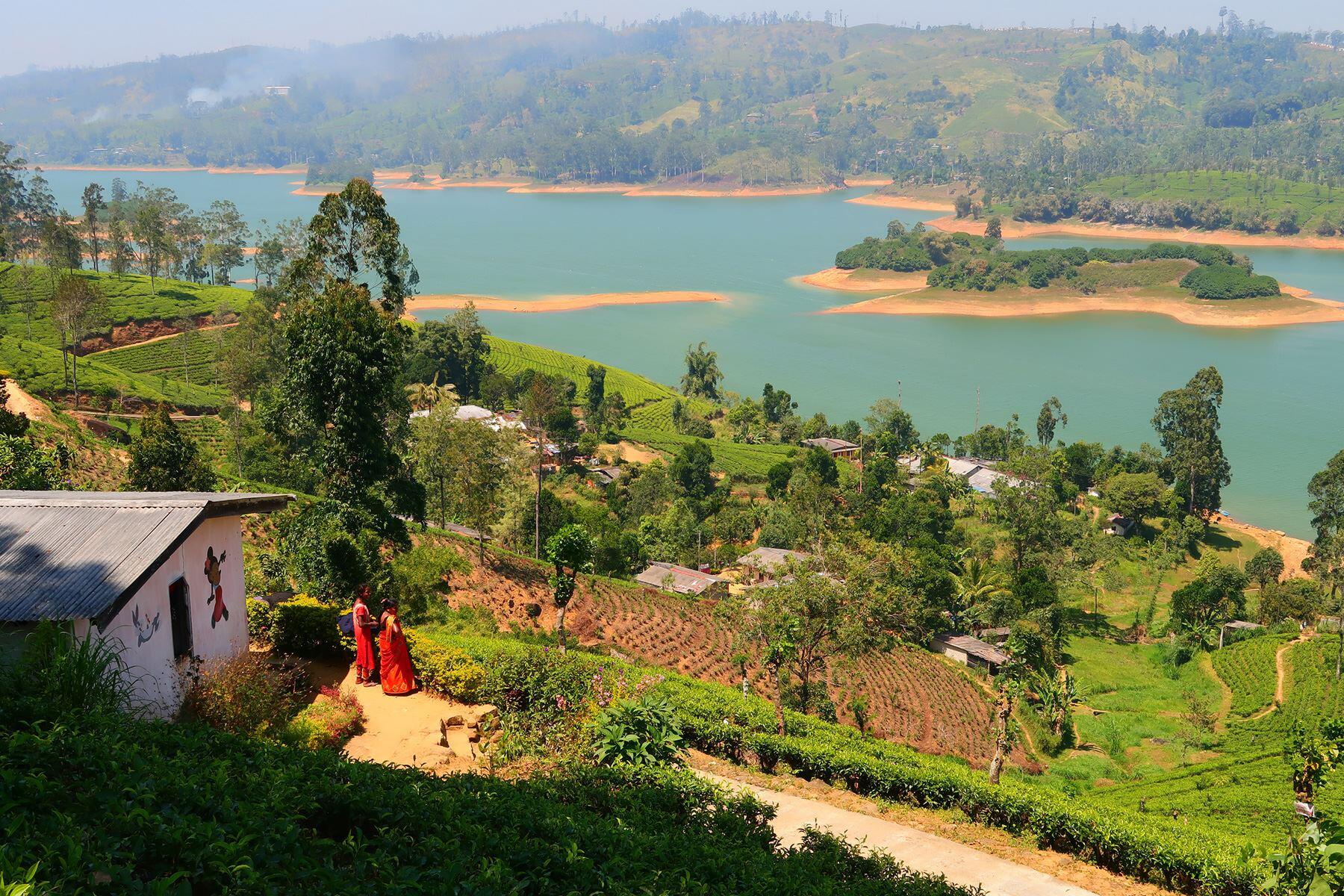茶畑の高地に広がる貯水池