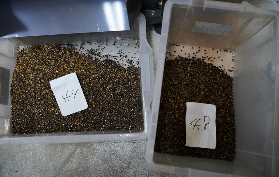 選別後の玄蕎麦