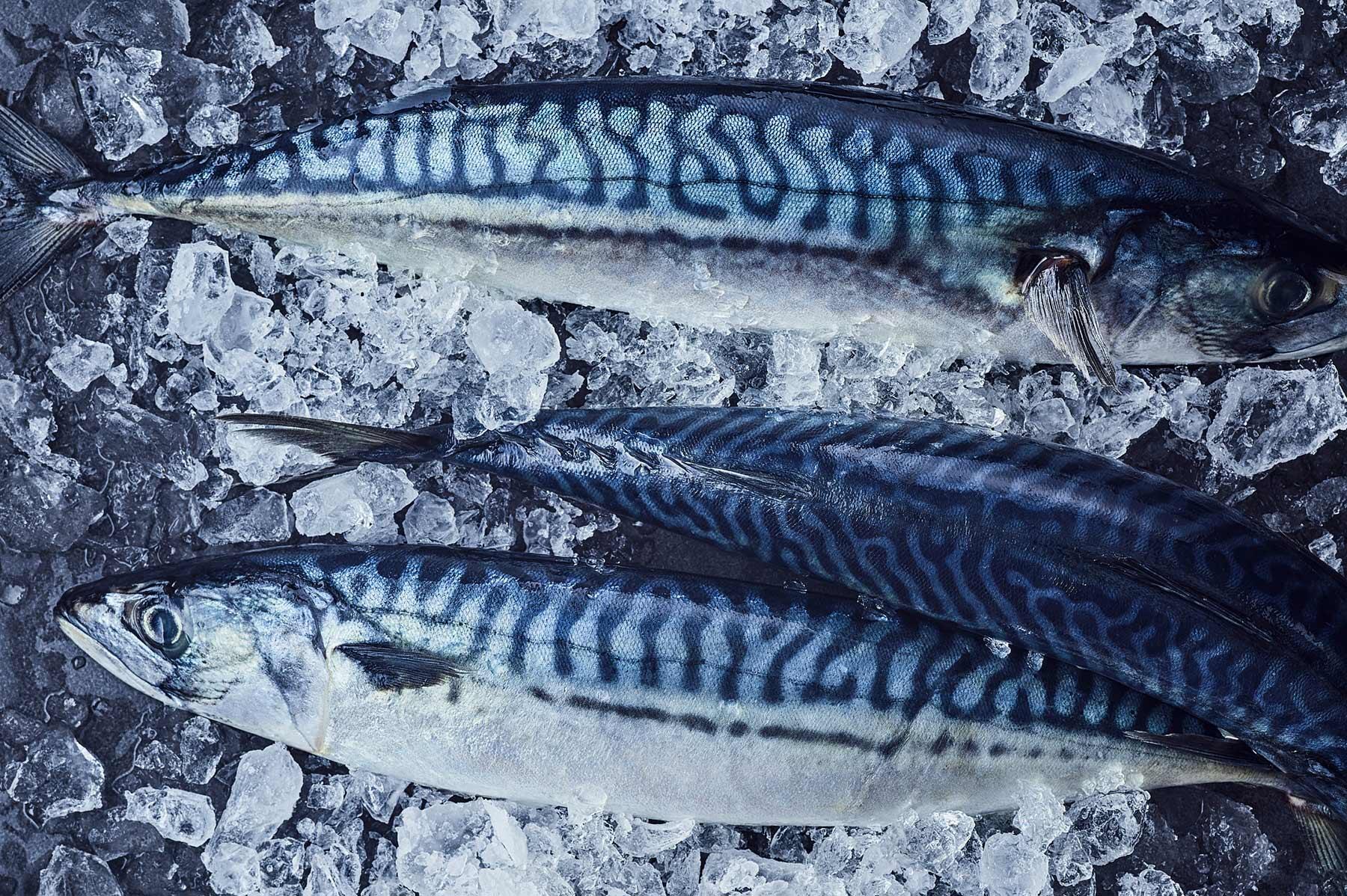 ノルウェーサバ