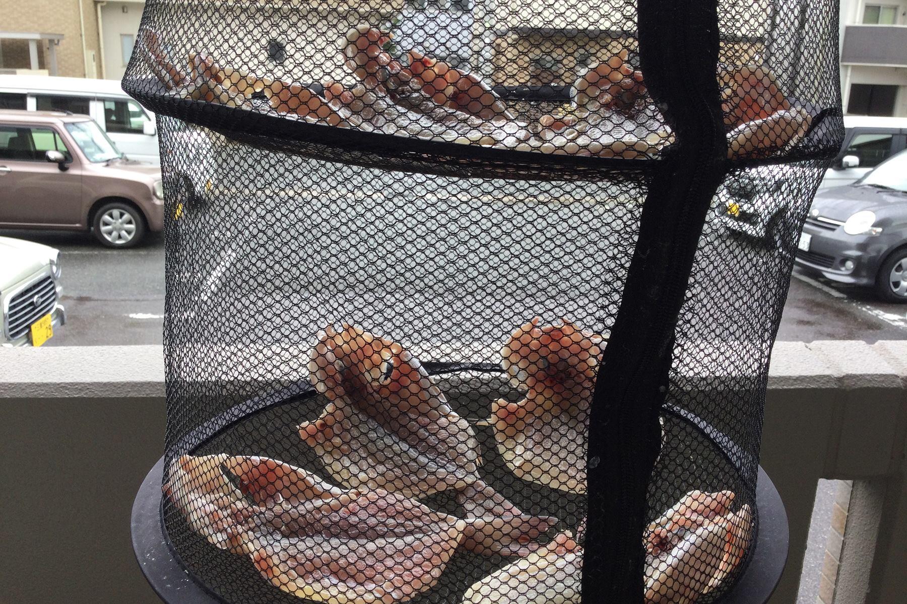 干している様子