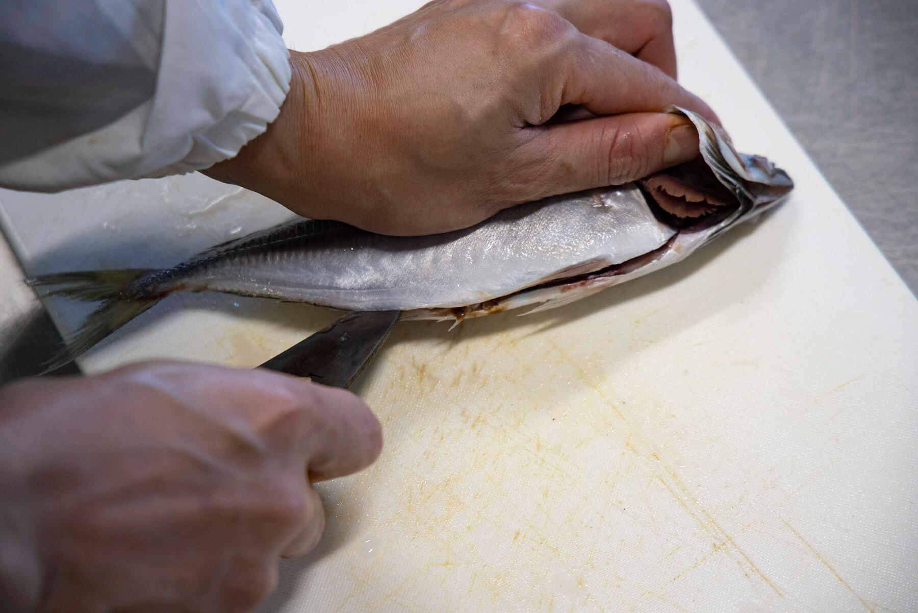 エラ回りの骨から包丁を切り入れて、肛門の先まで切る