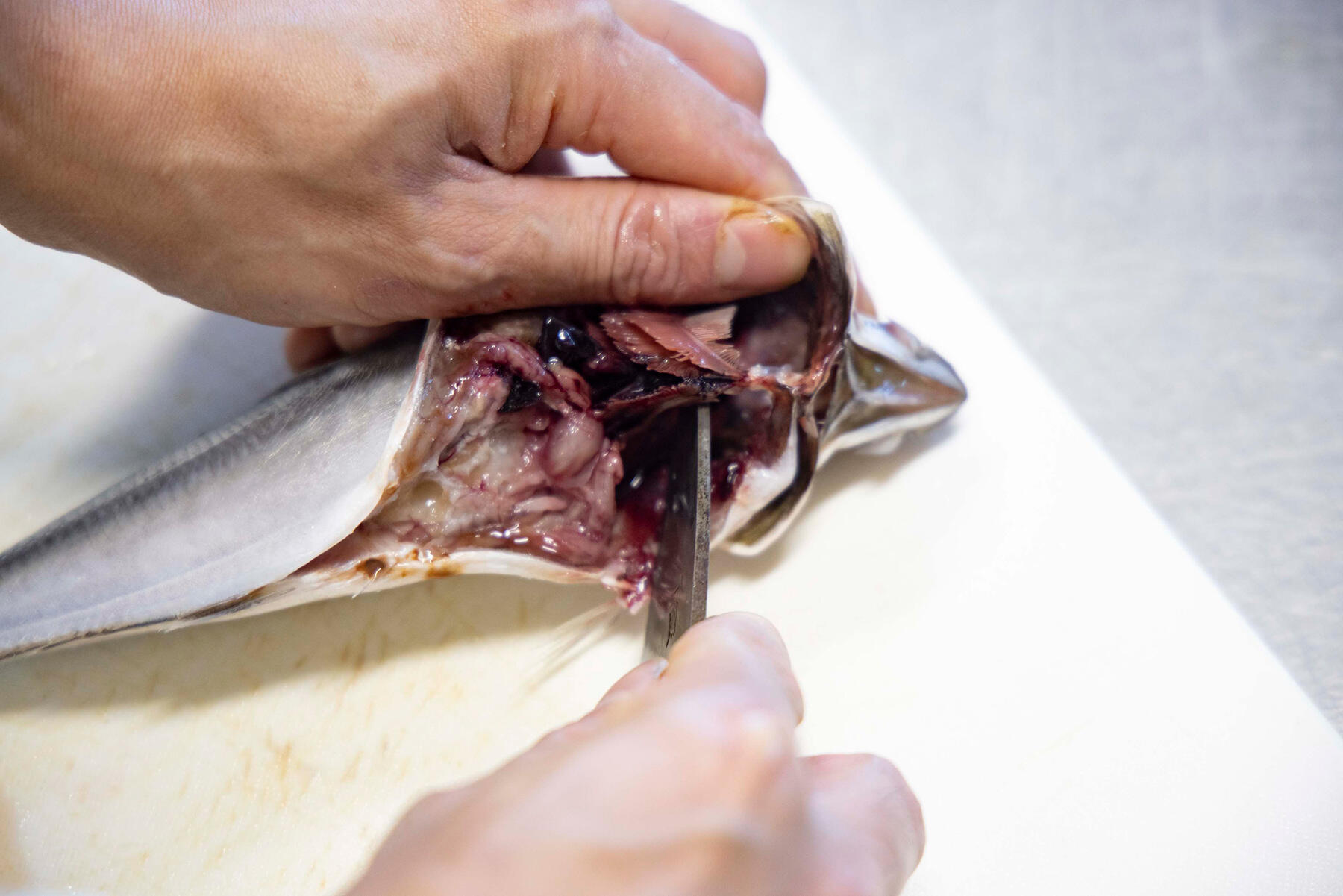 エラの下に包丁を差し入れてエラごと内臓をひっかき出す