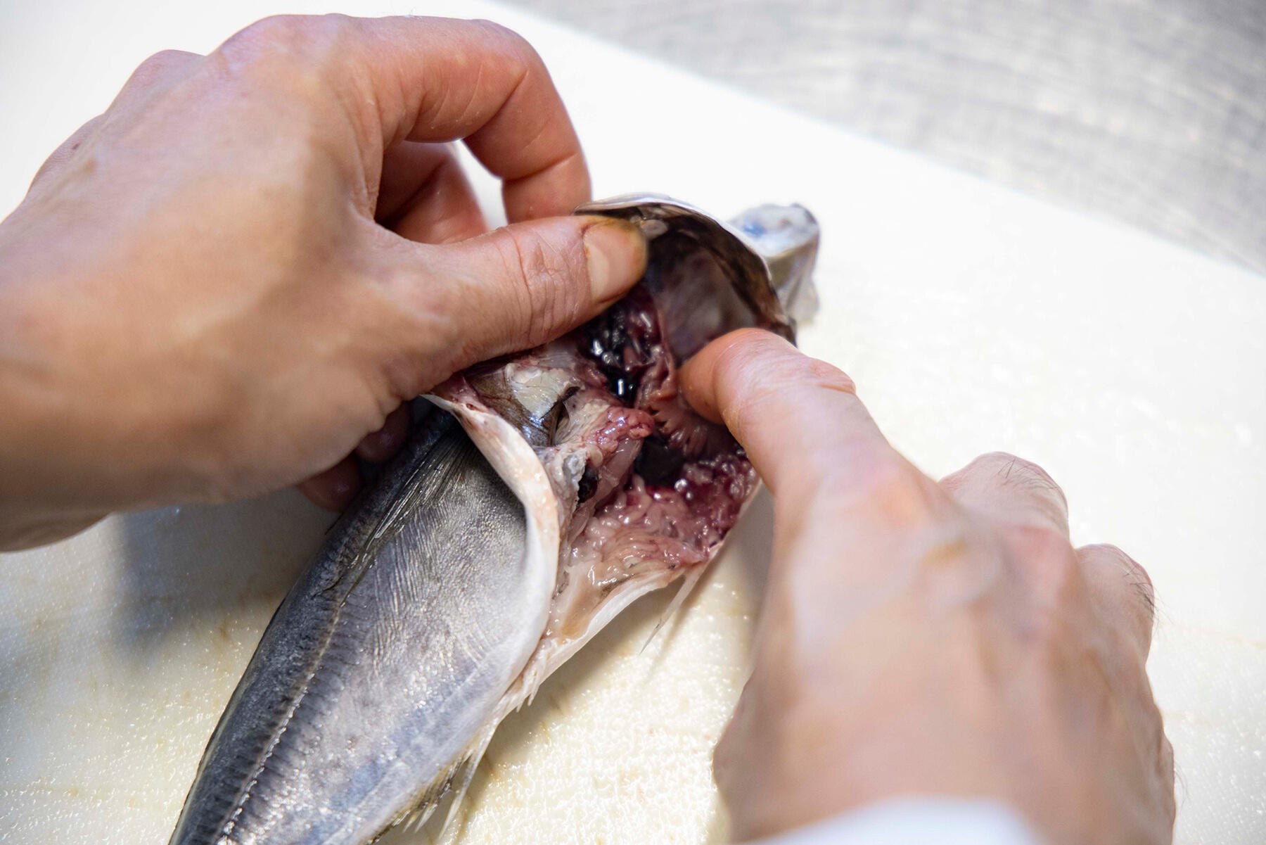 エラの下に包丁を差し入れてエラごと内臓をひっかき出す