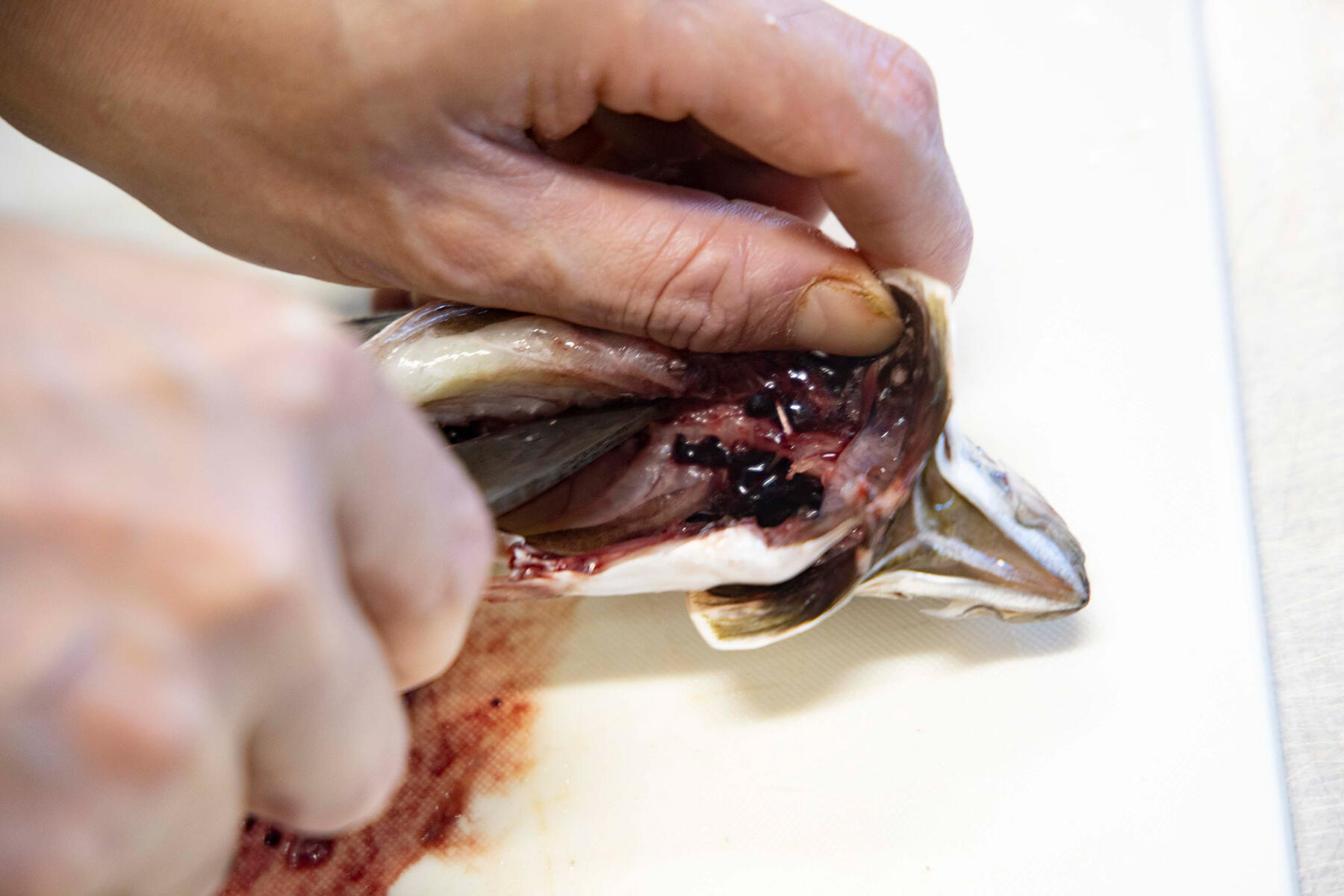 背骨に頭のほうから刃先を入れ、中骨の上を滑らせるように包丁を入れる。