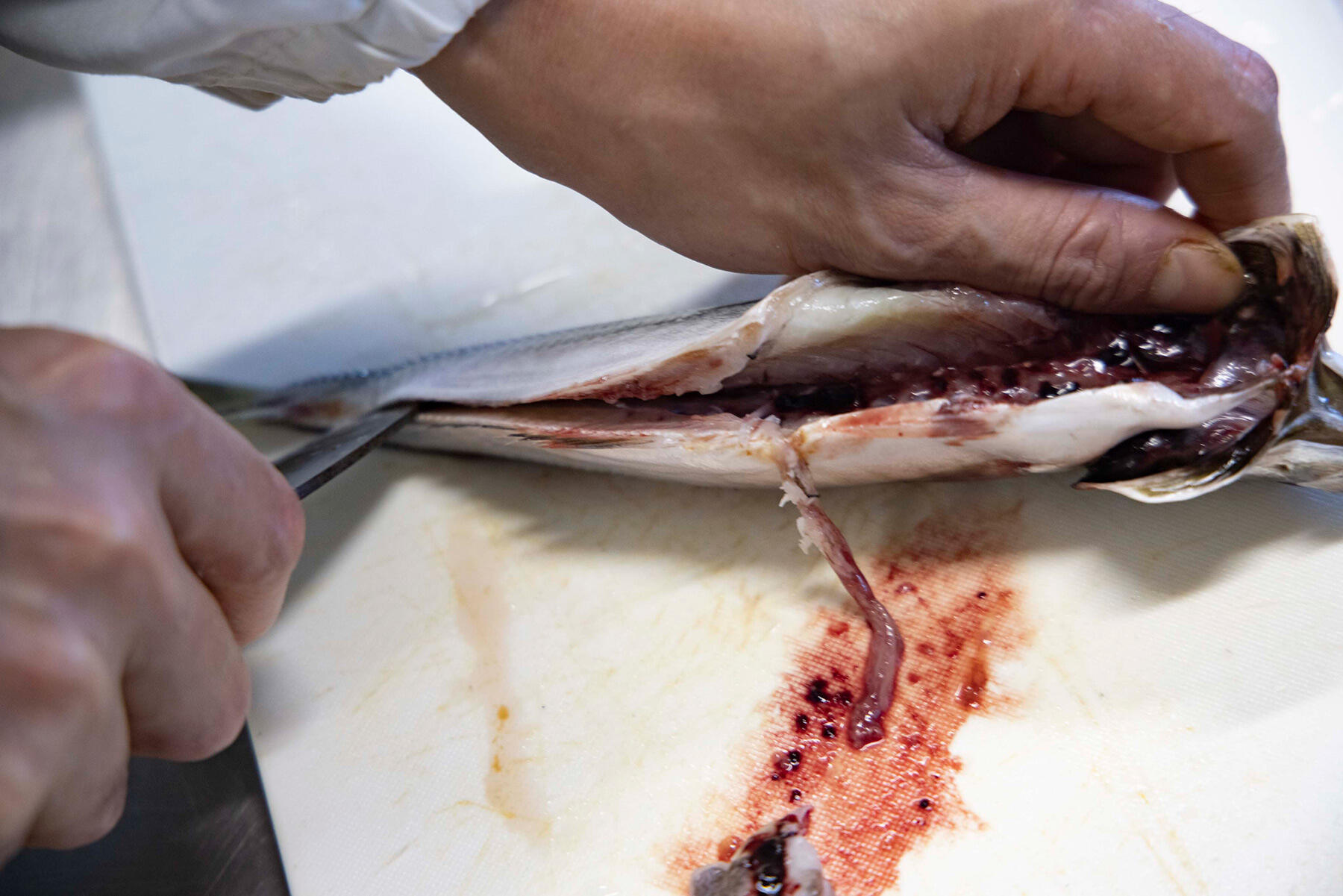 背骨に頭のほうから刃先を入れ、中骨の上を滑らせるように包丁を入れる。