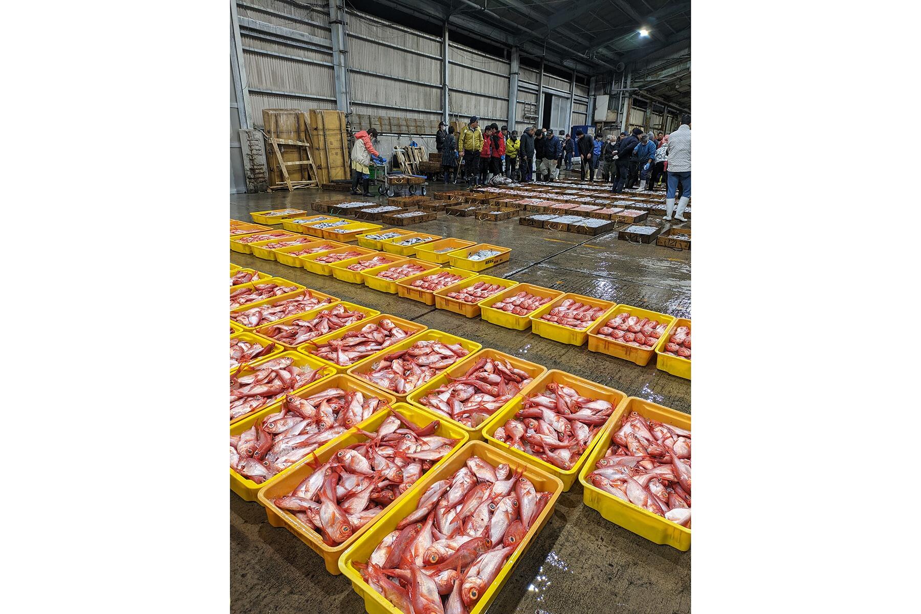 市場に並ぶトロ箱