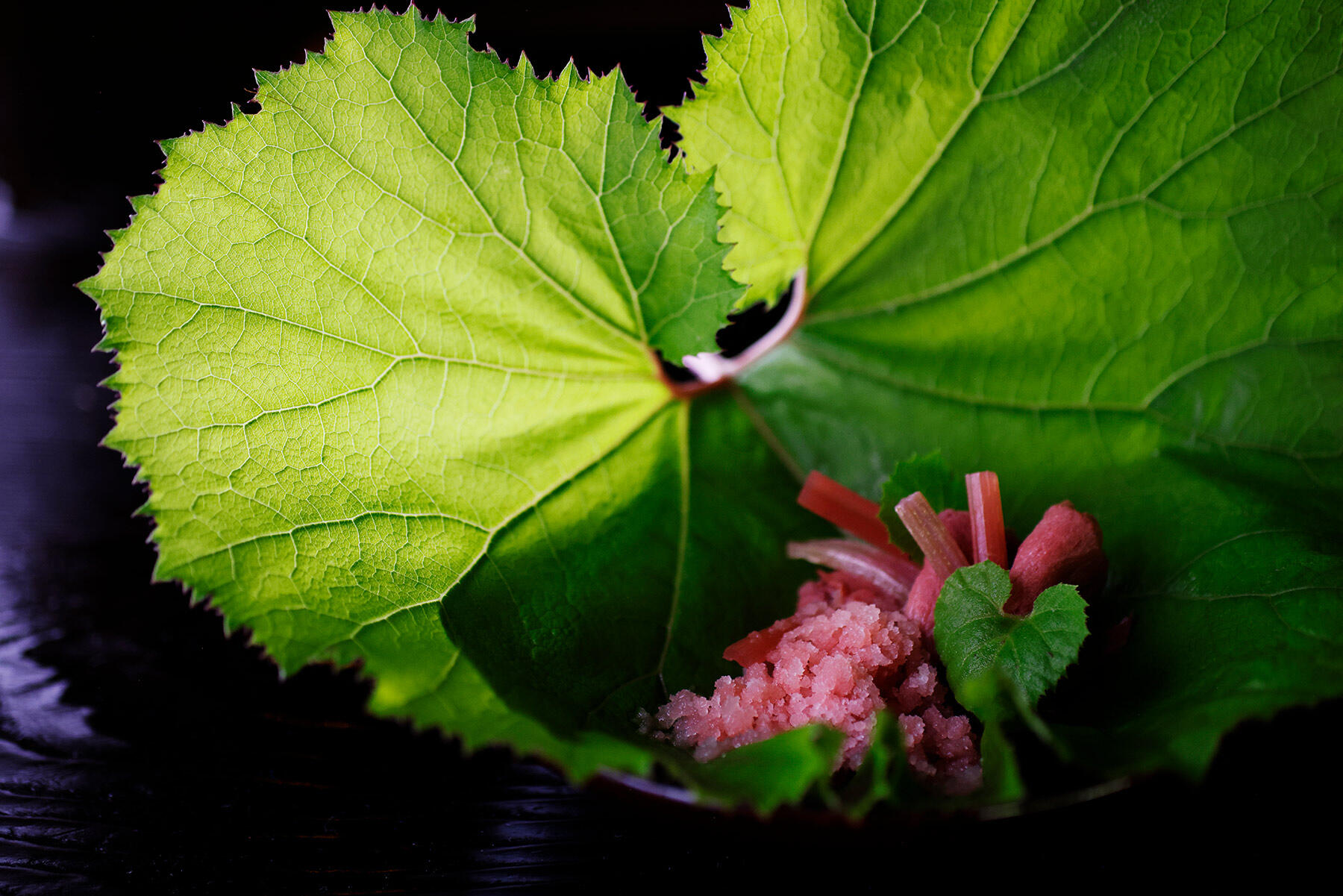 鹿肉とふきのグラニテ