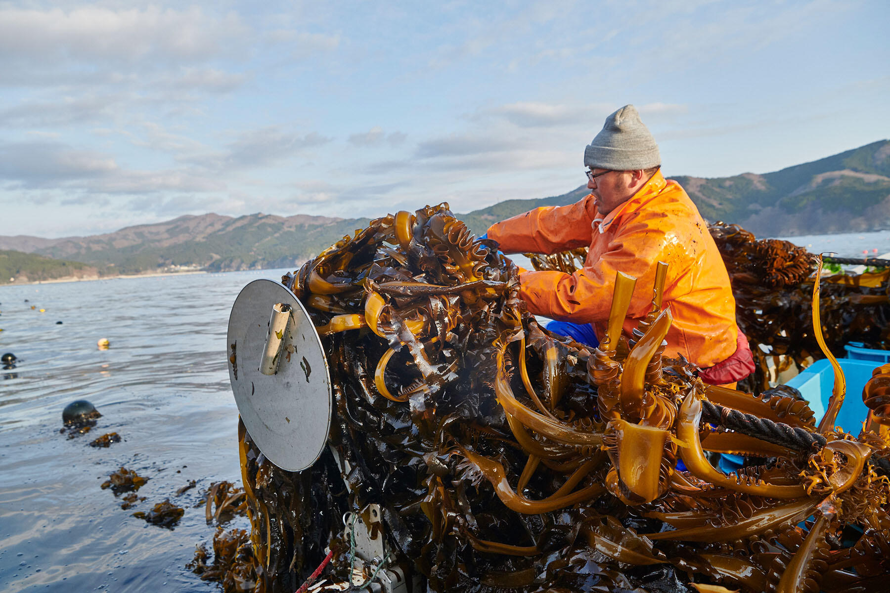 わかめを引き上げる