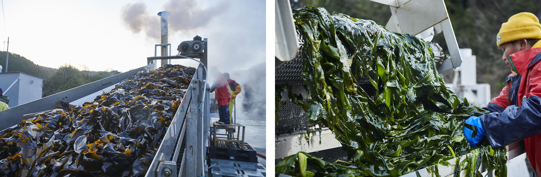 わかめをボイルして冷却
