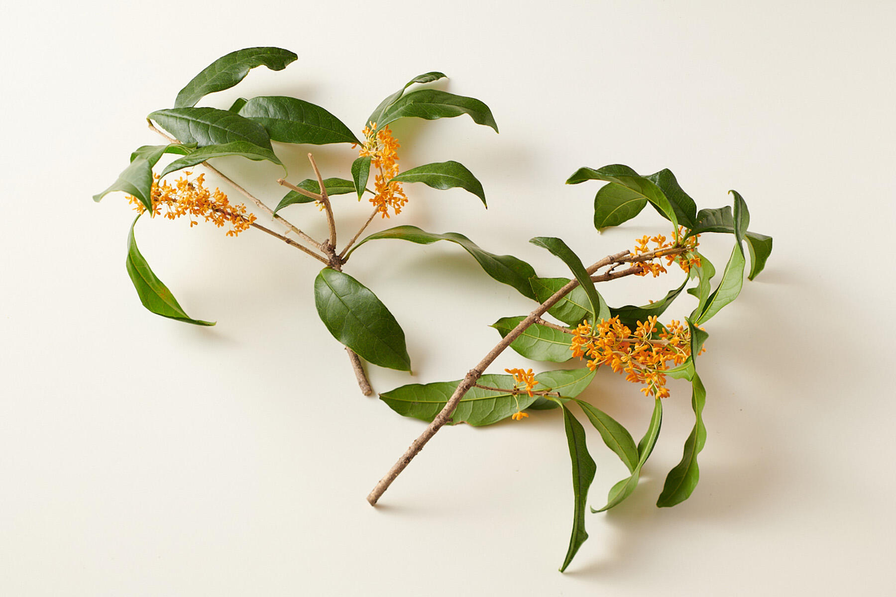 キンモクセイの花を採取する