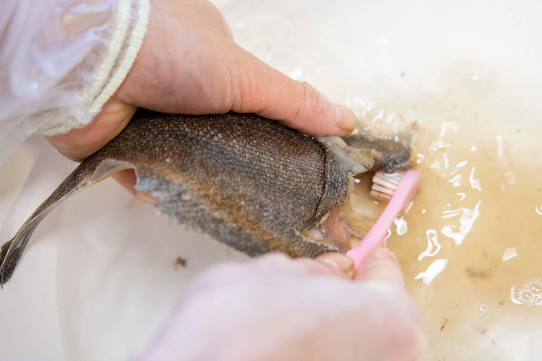 内臓を取り除く