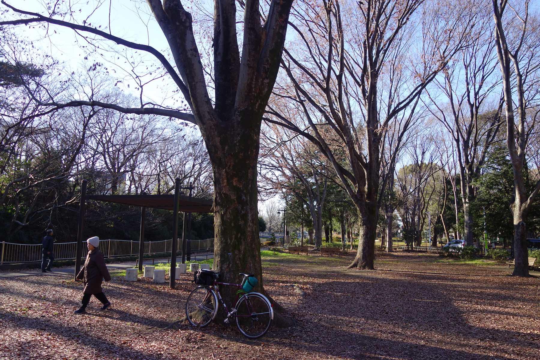 落ち葉の絨毯を見ると、芋を焼きたくなるのは日本人だけなんですかね?