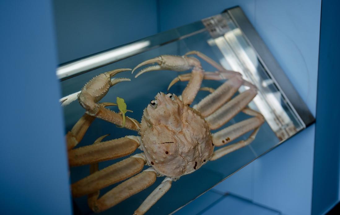 2016年7月にリニューアルされたとあって、かに漁の漁船体験シミュレーターもあって、思った以上に充実。