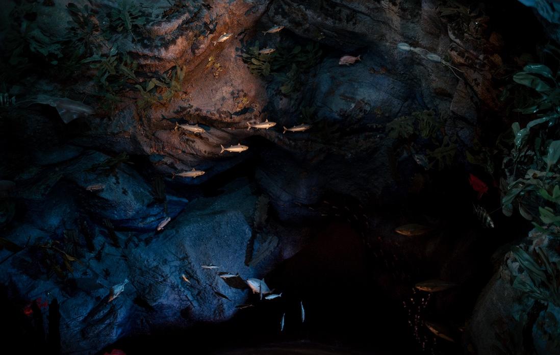 うおお！ジオラマで見る深海300mあたり。この辺りにズワイガニのオスが生息している。