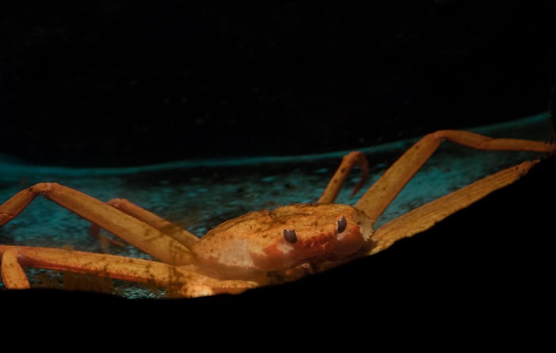 本物もいた！館内にはリアルなズワイガニの模型や、その幼生のゾエアの模型も展示されている。