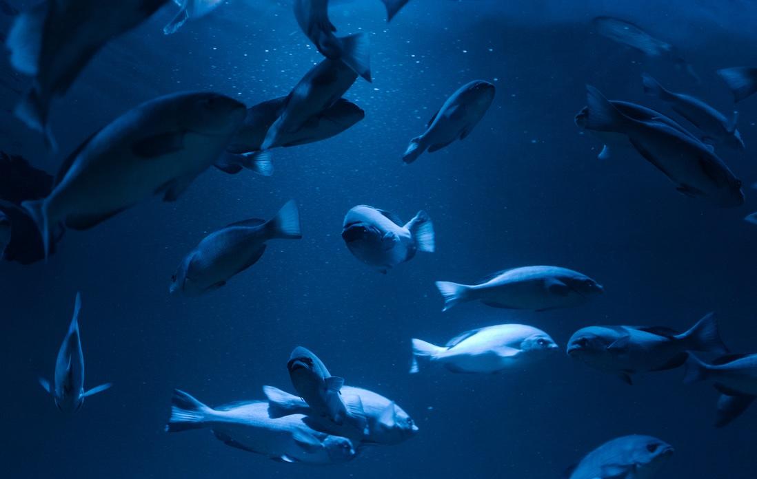 アナログ感も残る展示に、この町に根付く“蟹愛”を感じつつ、ミュージアムを大満喫。