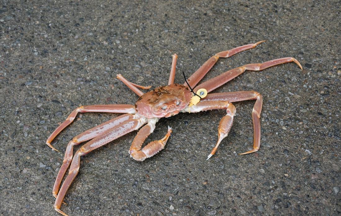 「魚屋の食い処 まつ田」は、そもそもが鮮魚店。10年前に海を一望するこの地に移り、食事処も兼ねるように。店頭では活の蟹を販売。私たちに食べられることを察したのか、逃げ出そうとする蟹。歩く蟹は思いのほかアクティビティだ。