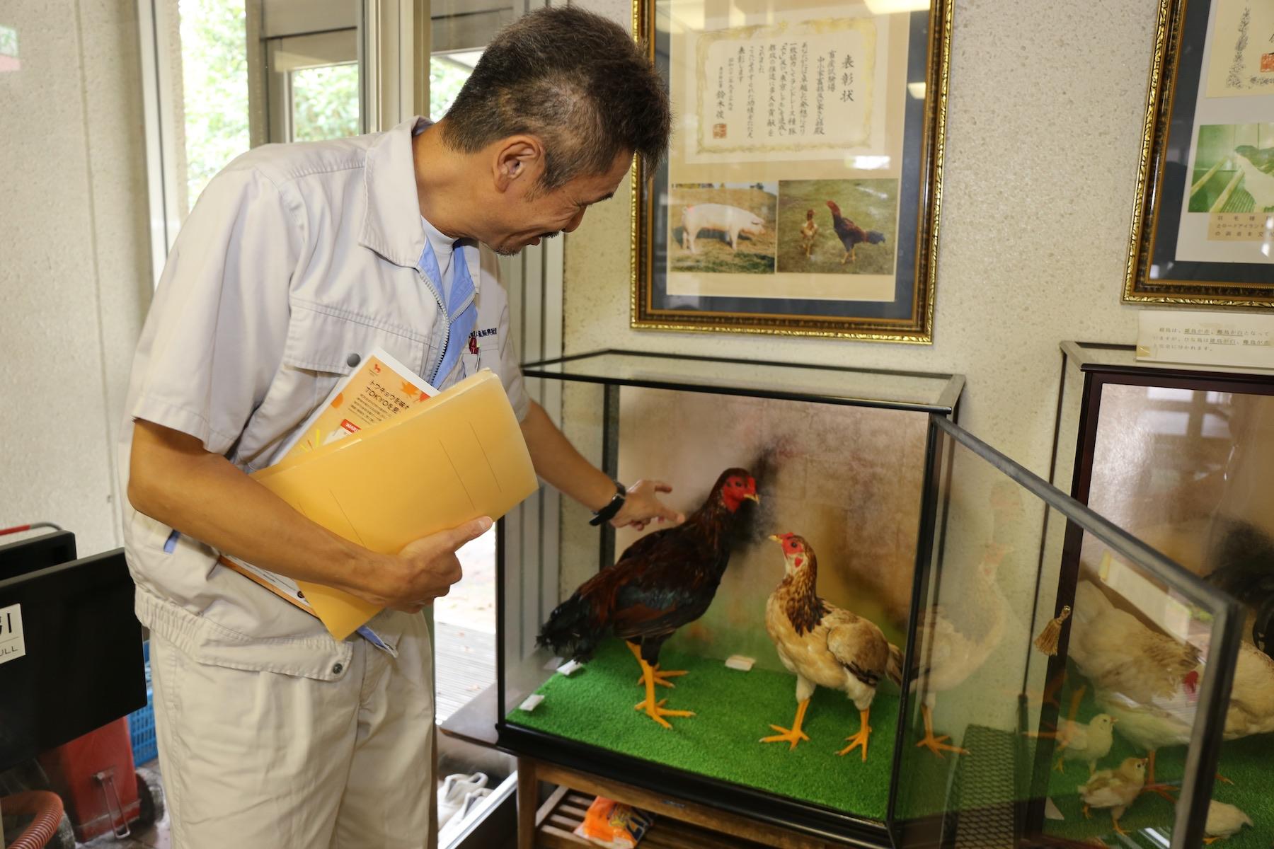 東京都農林水産振興財団の入り口に飾られている「東京しゃも」の剥製。「実際の東京しゃもは、首がすっと長いんですよ」と平野さんは教えてくれた。この施設内にも「東京しゃも」はいるが、外部からの病原菌から守るために公開はしていない。残念！