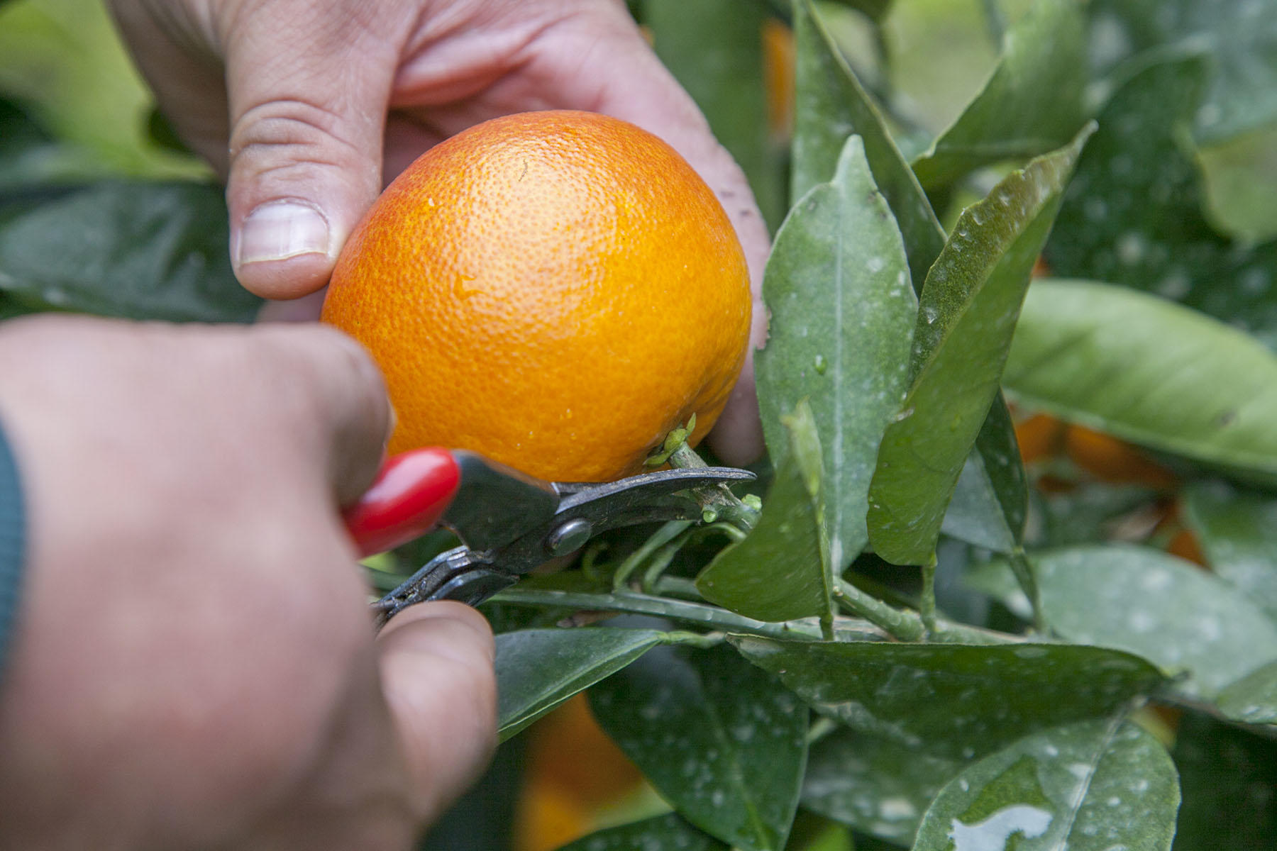 コクのある甘さとすっきりとした酸味で人気のブラッドオレンジ。生産量は愛媛県がダントツの1位。
