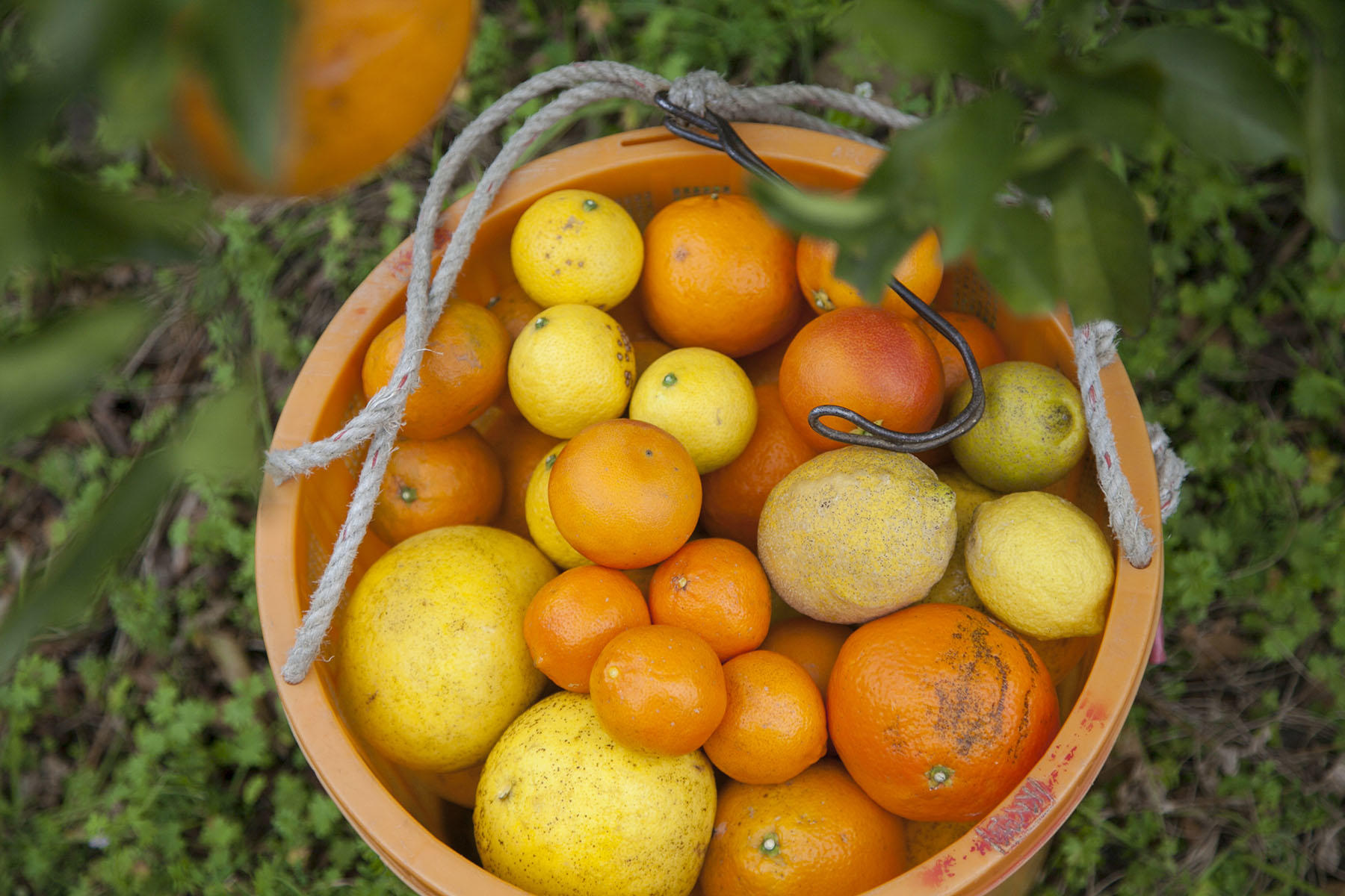 愛媛の柑橘農家は多様な品種をつくる。