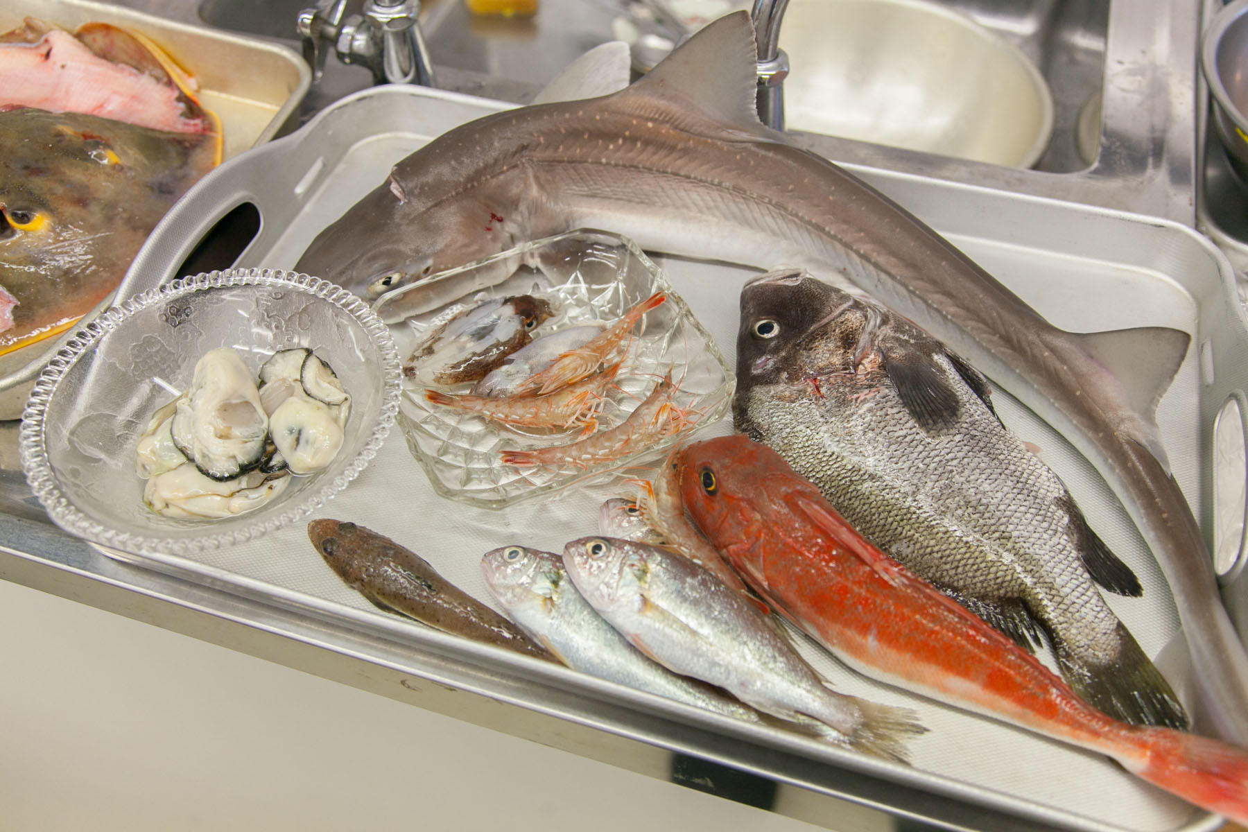 魚は上からホシザメ、ヒゲソリダイ、カナガシラ、シログチ、メゴチ。中央は小エビ、ヒメコウイカ。ボウルの中は牡蠣。左側のトレーにはアカエイがのぞいている。