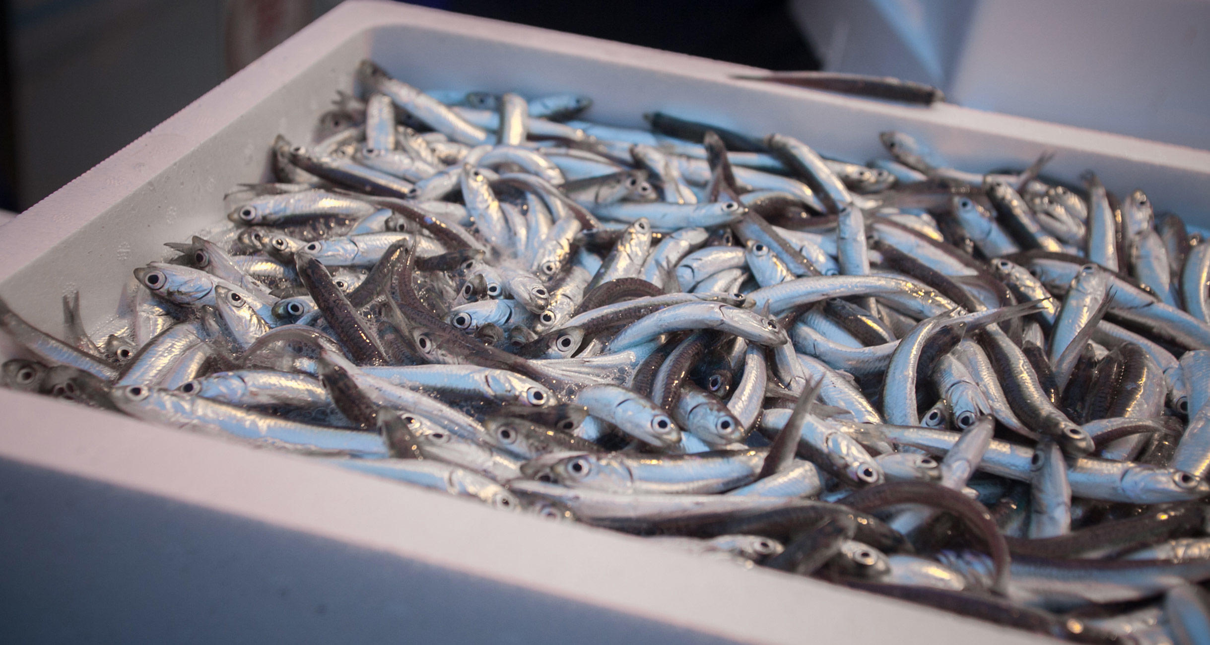 広島で小イワシを食べたい！