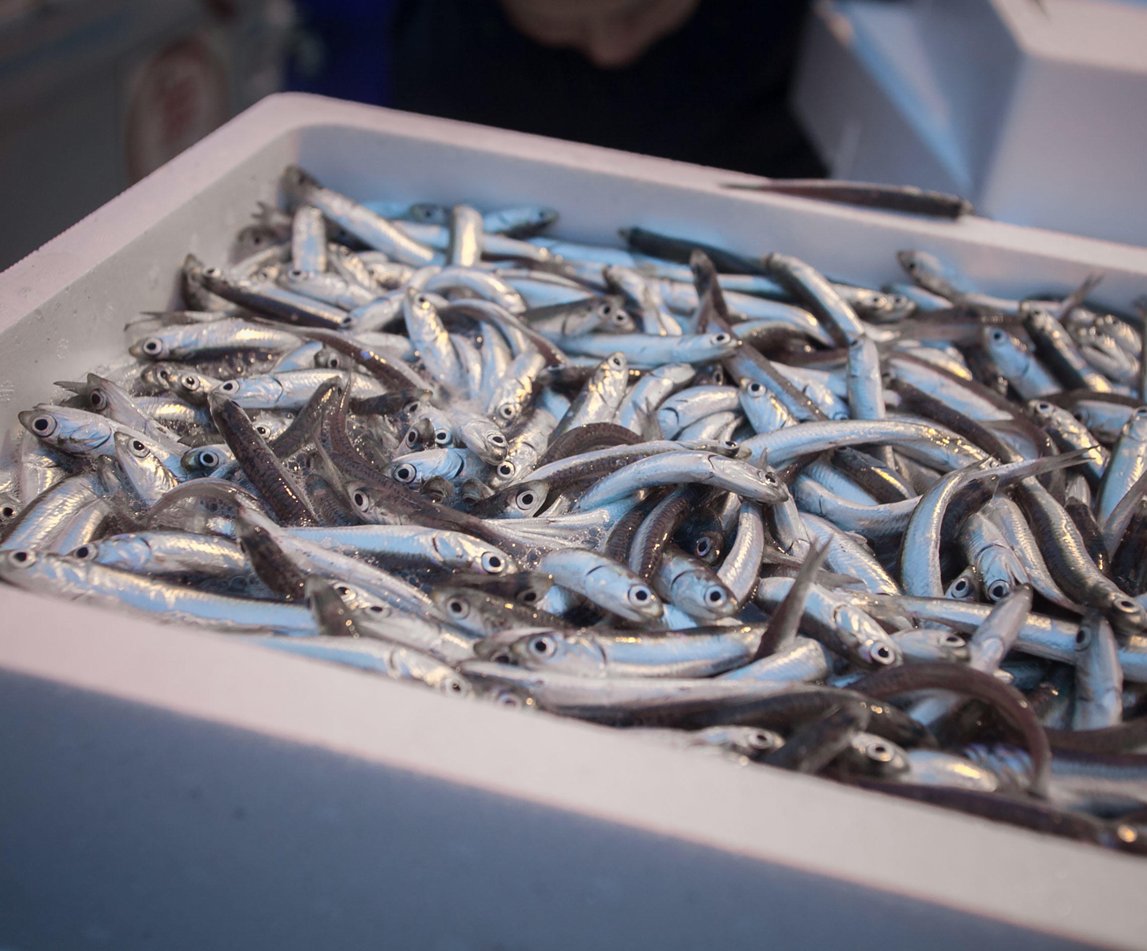 広島で小イワシを食べたい！