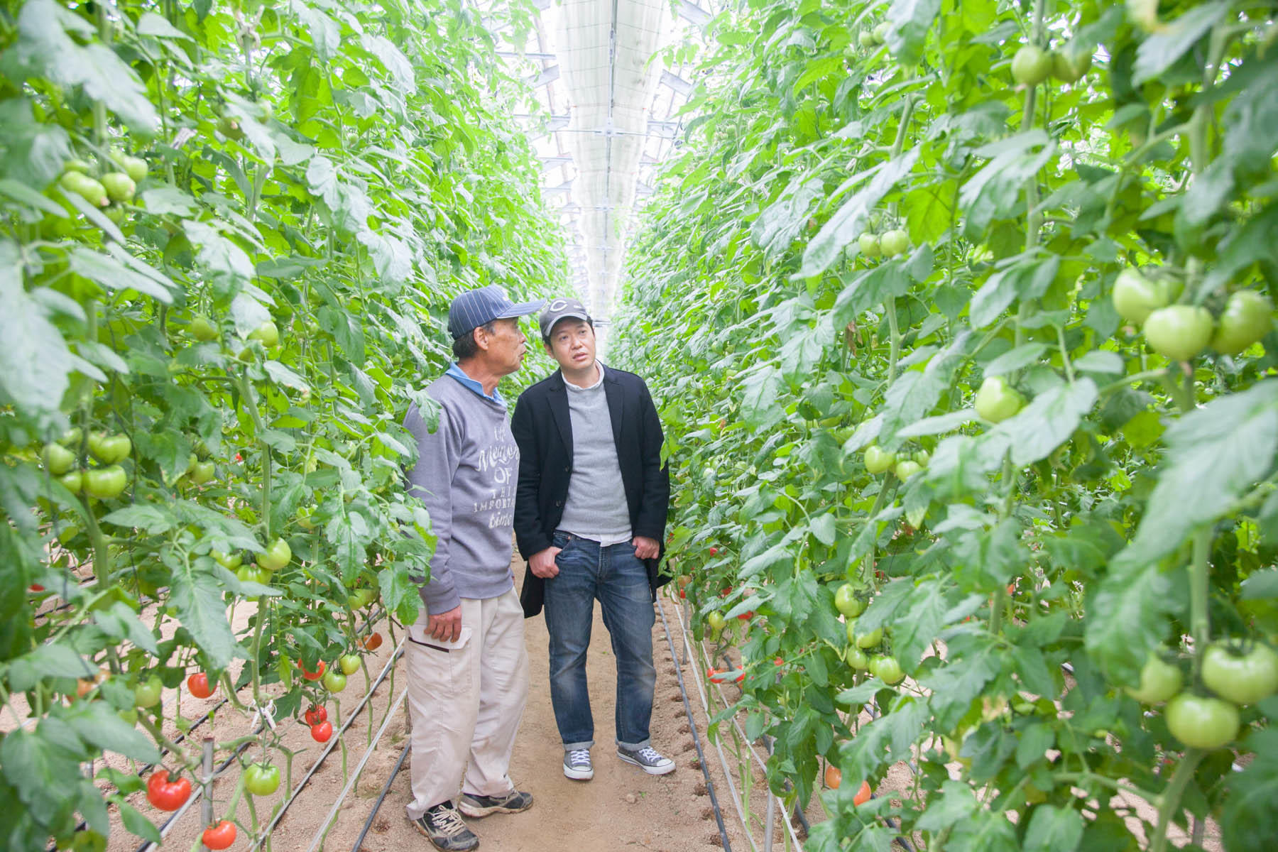 ずらりと並ぶトマトの苗