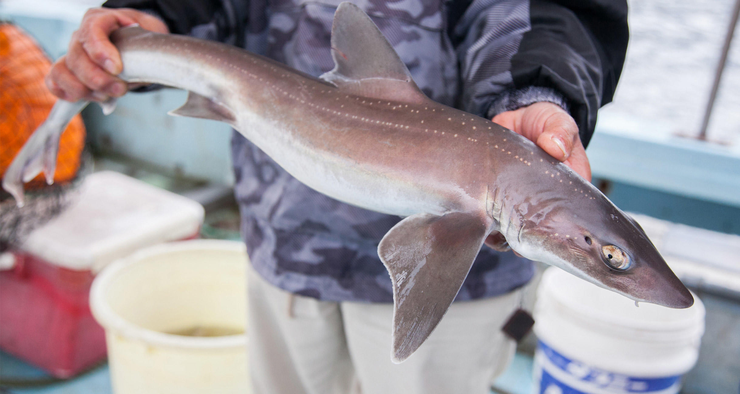 HASHIWATASHIプロジェクト