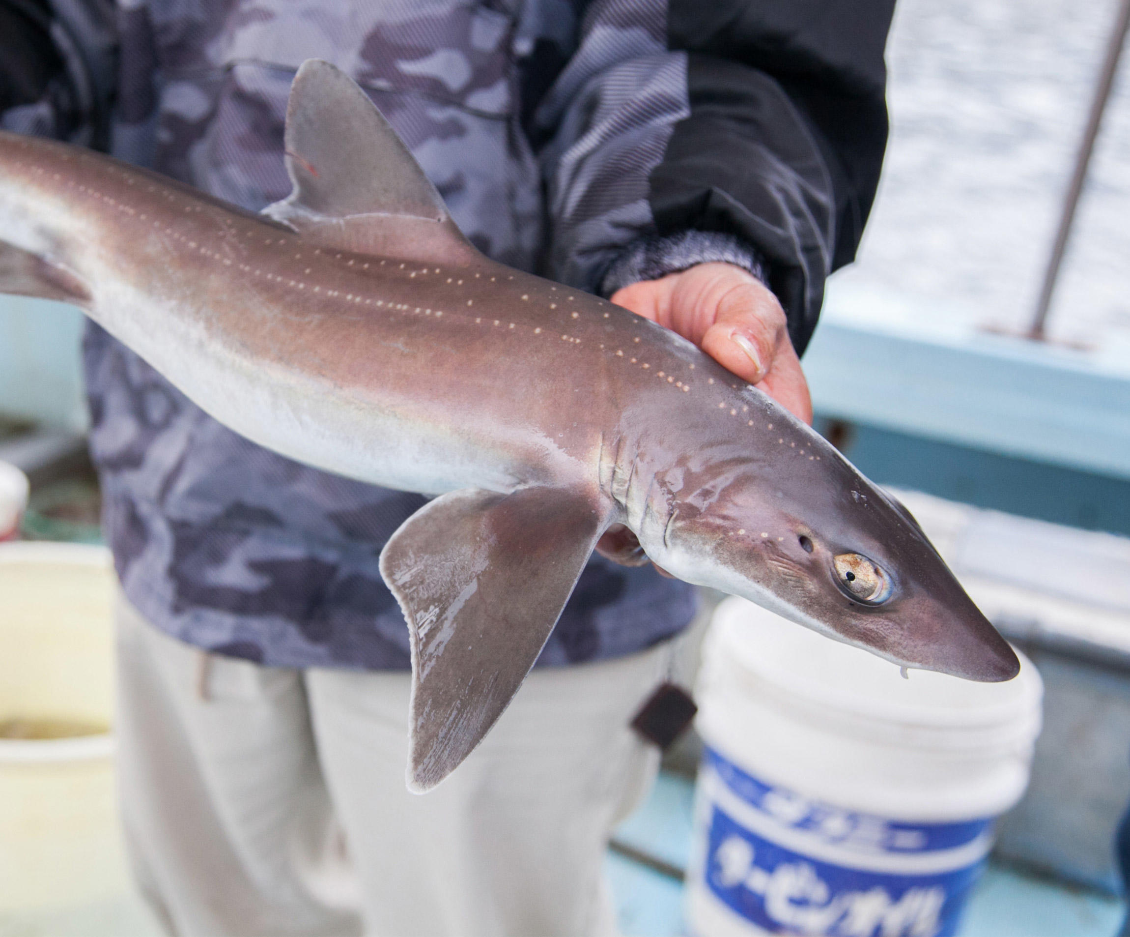 HASHIWATASHIプロジェクト