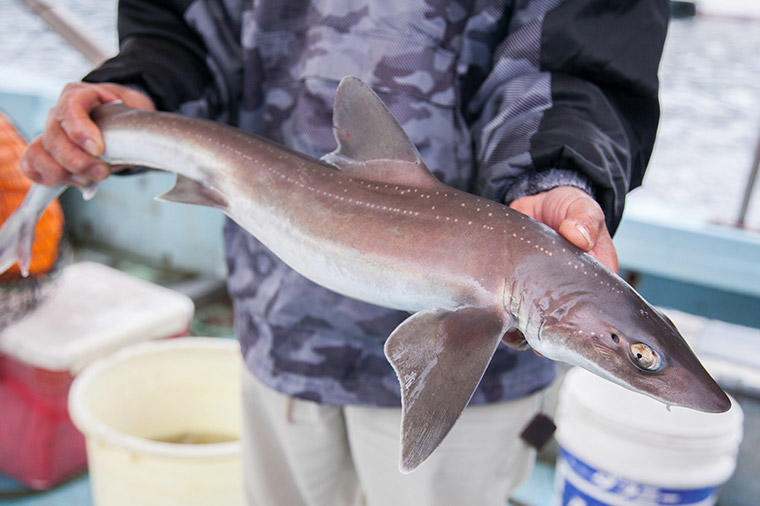 HASHIWATASHIプロジェクト