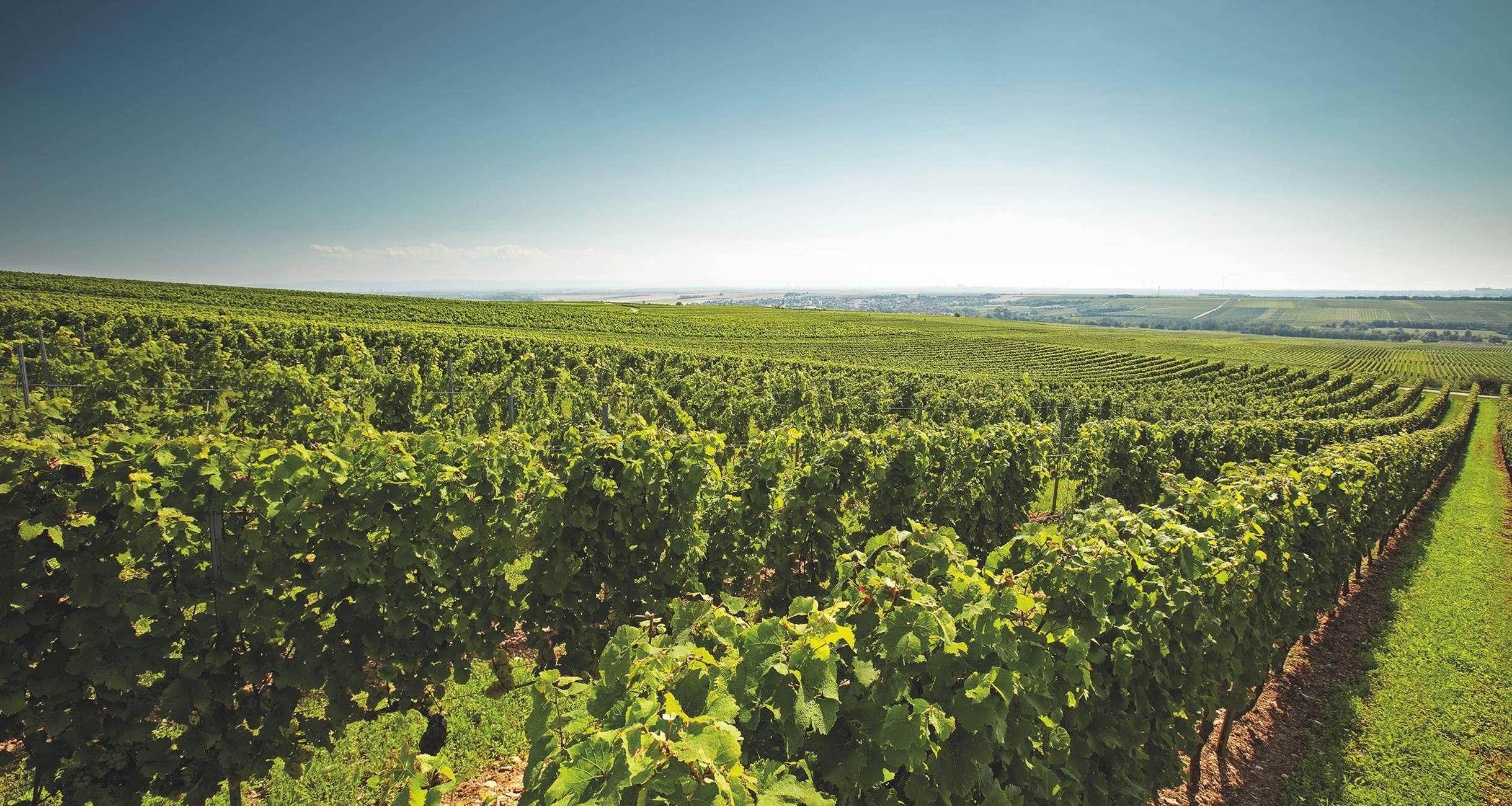 ドイツワインの轍。