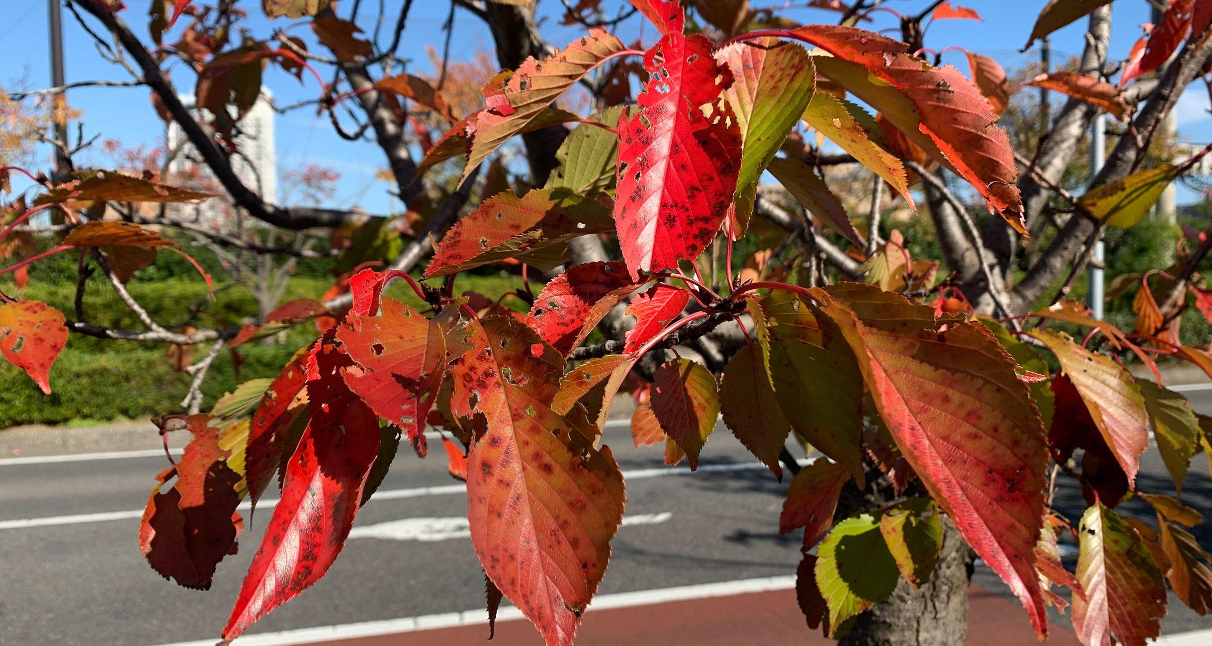大森さんの写真