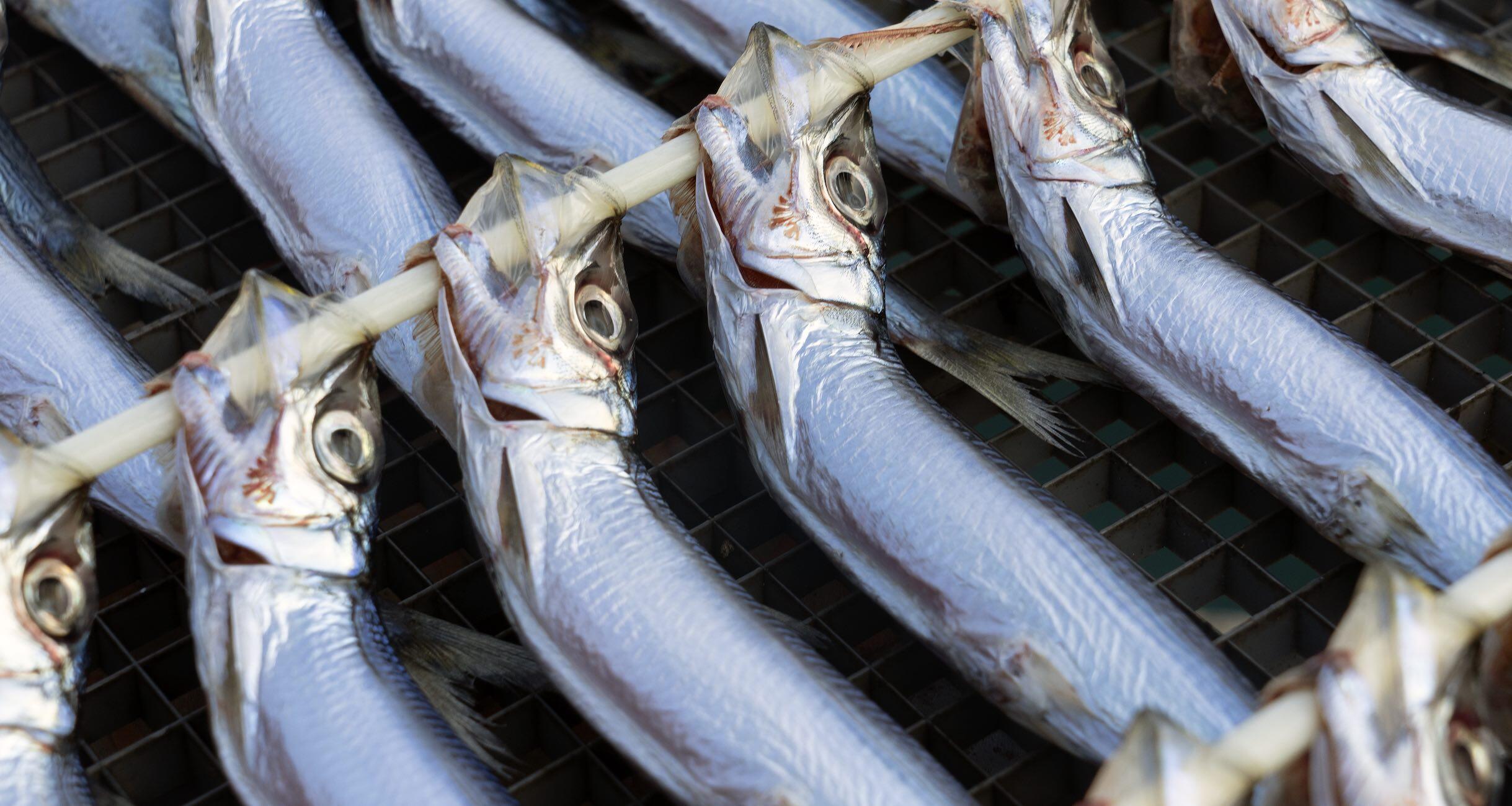 うるめいわしの丸干し