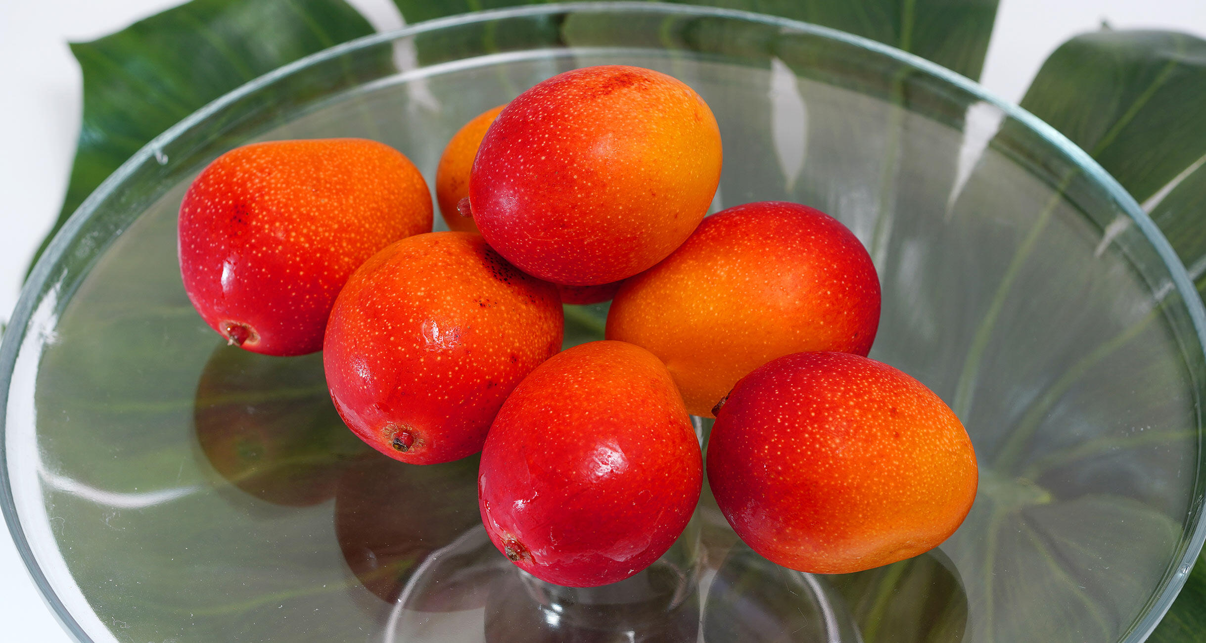 みやざき完熟ミニミニマンゴー