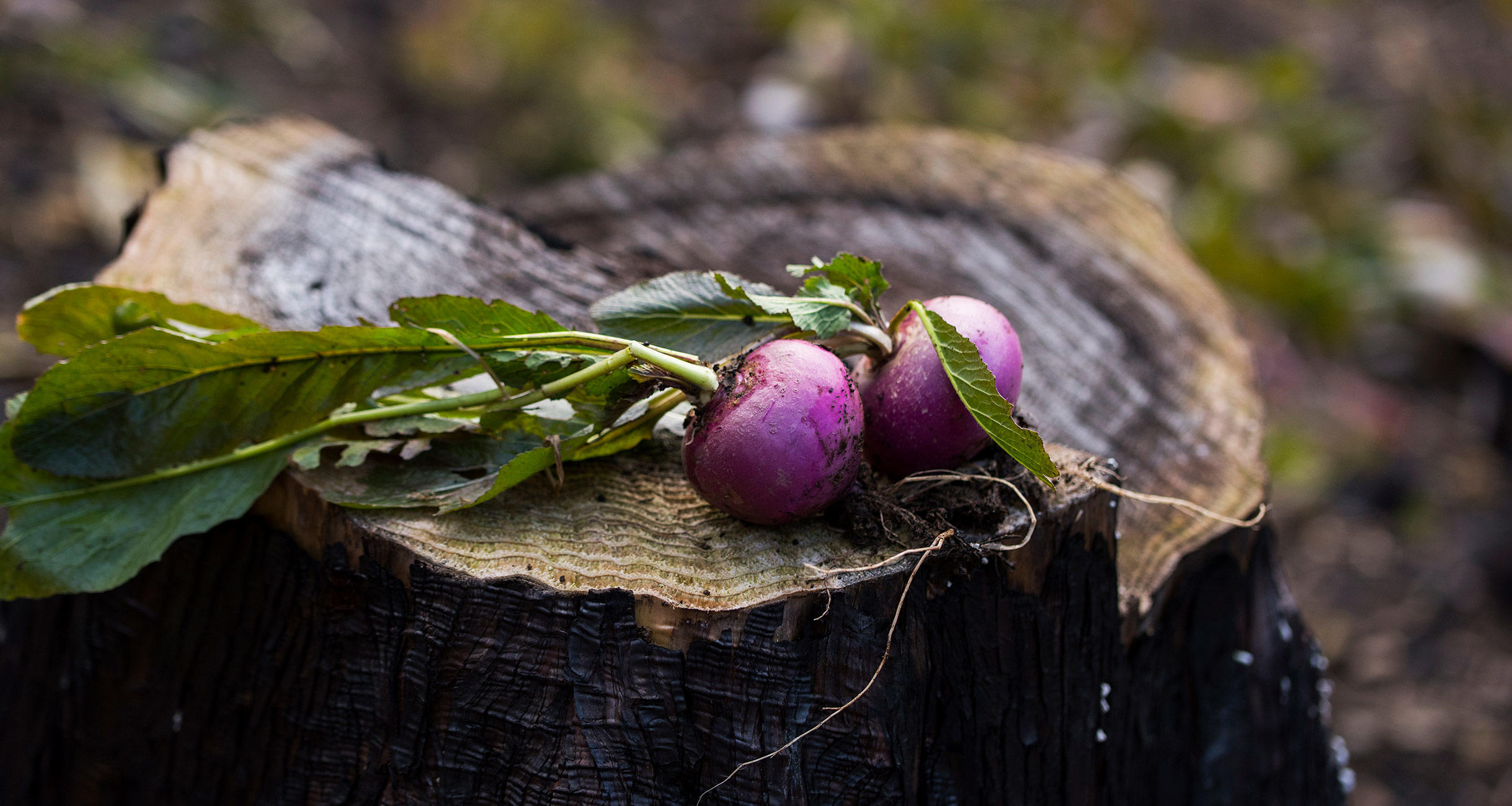 山形の在来作物「温海カブ」を知る。穫る。食べる。