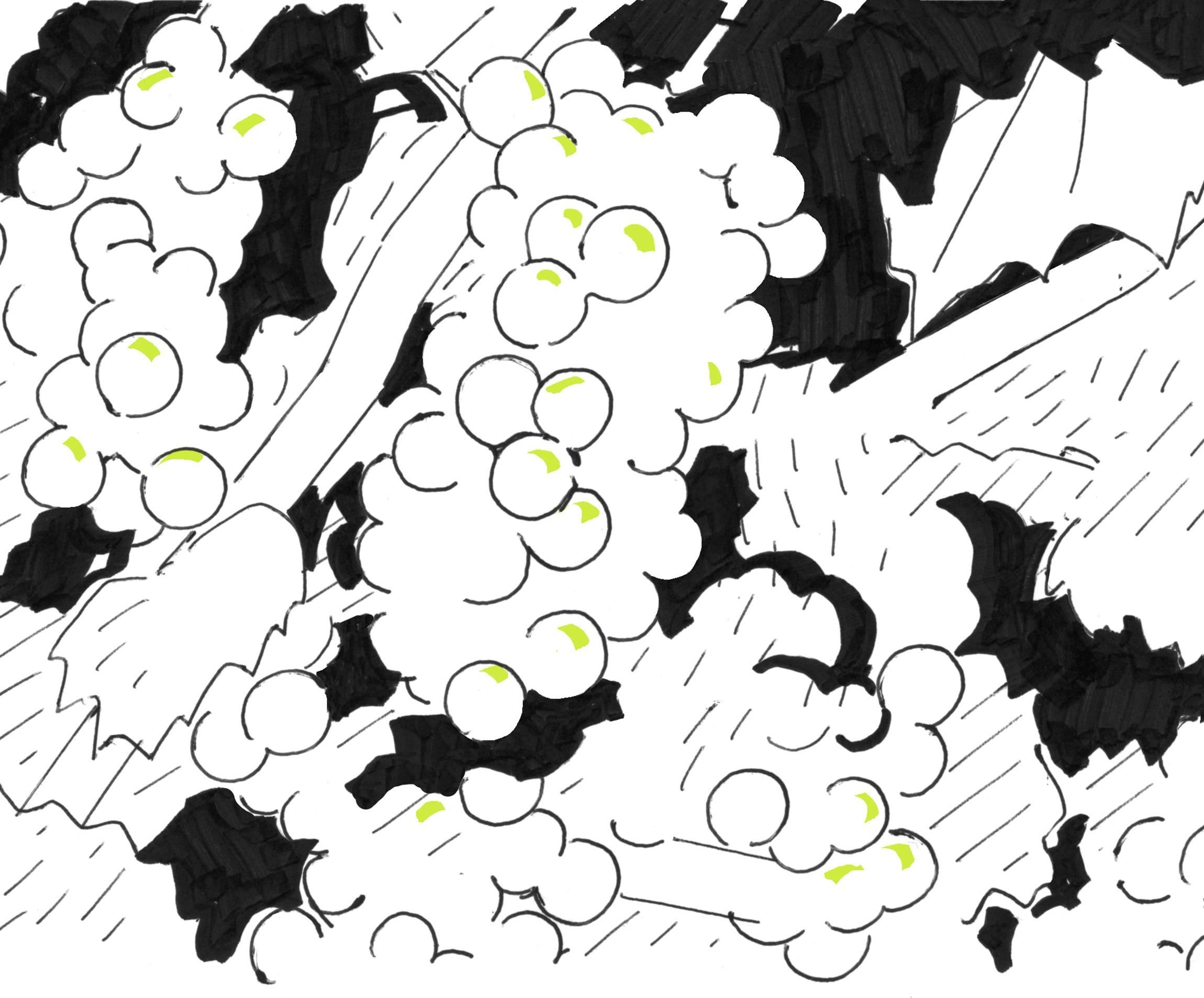 アルザス・ワイン街道をゆく。