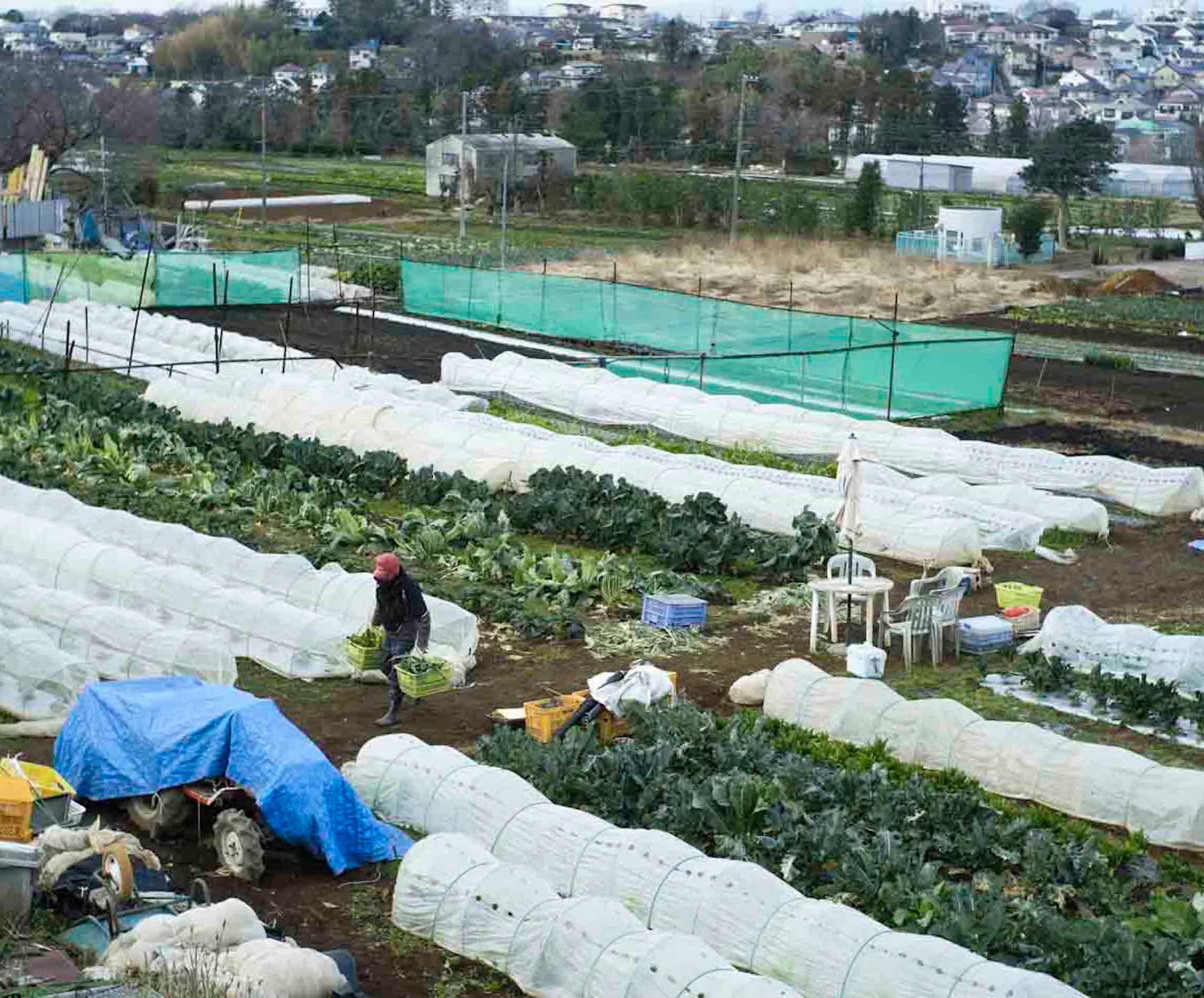 「オステリア ジョイア」の畑とワインのこと。