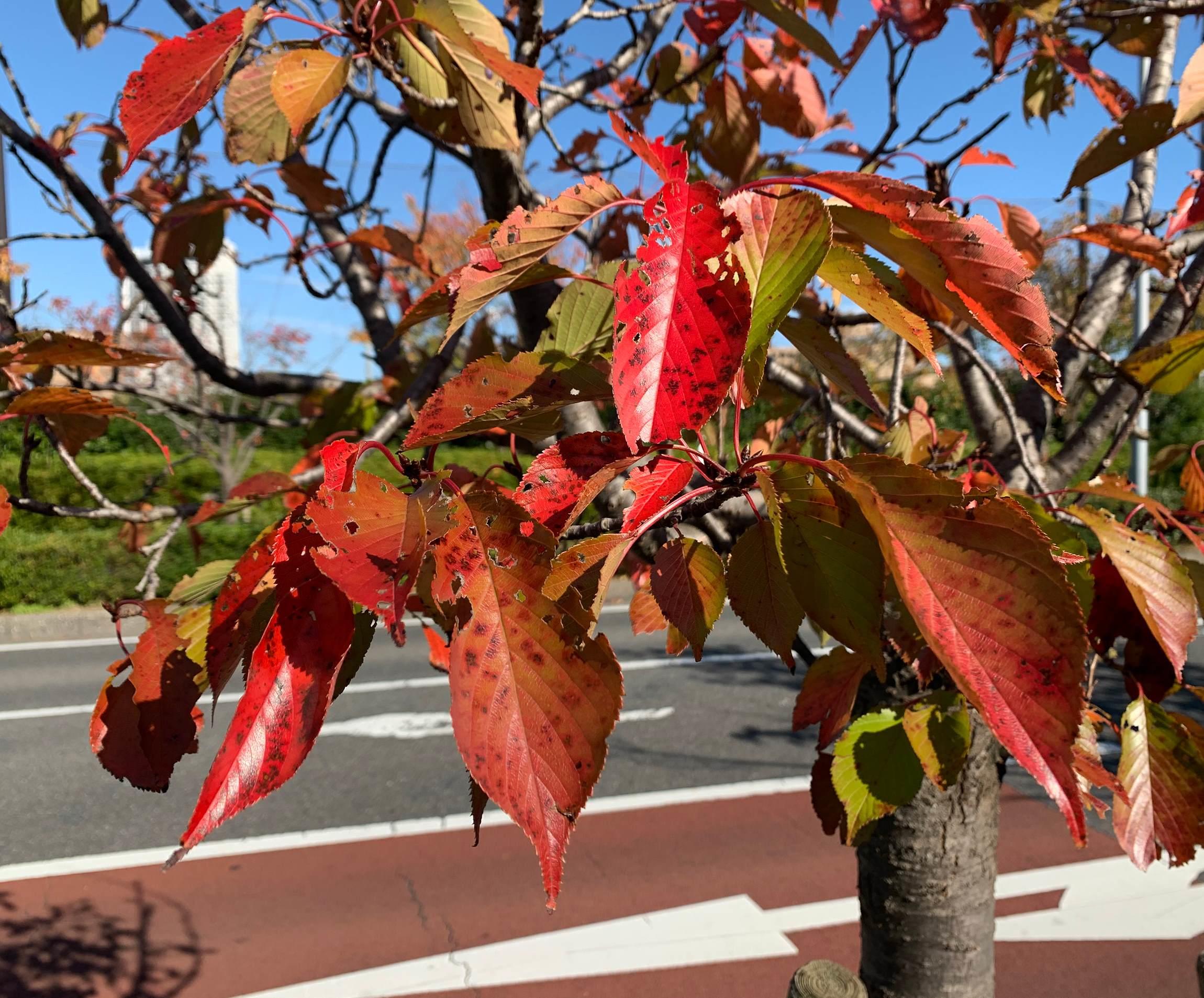 大森さんの写真